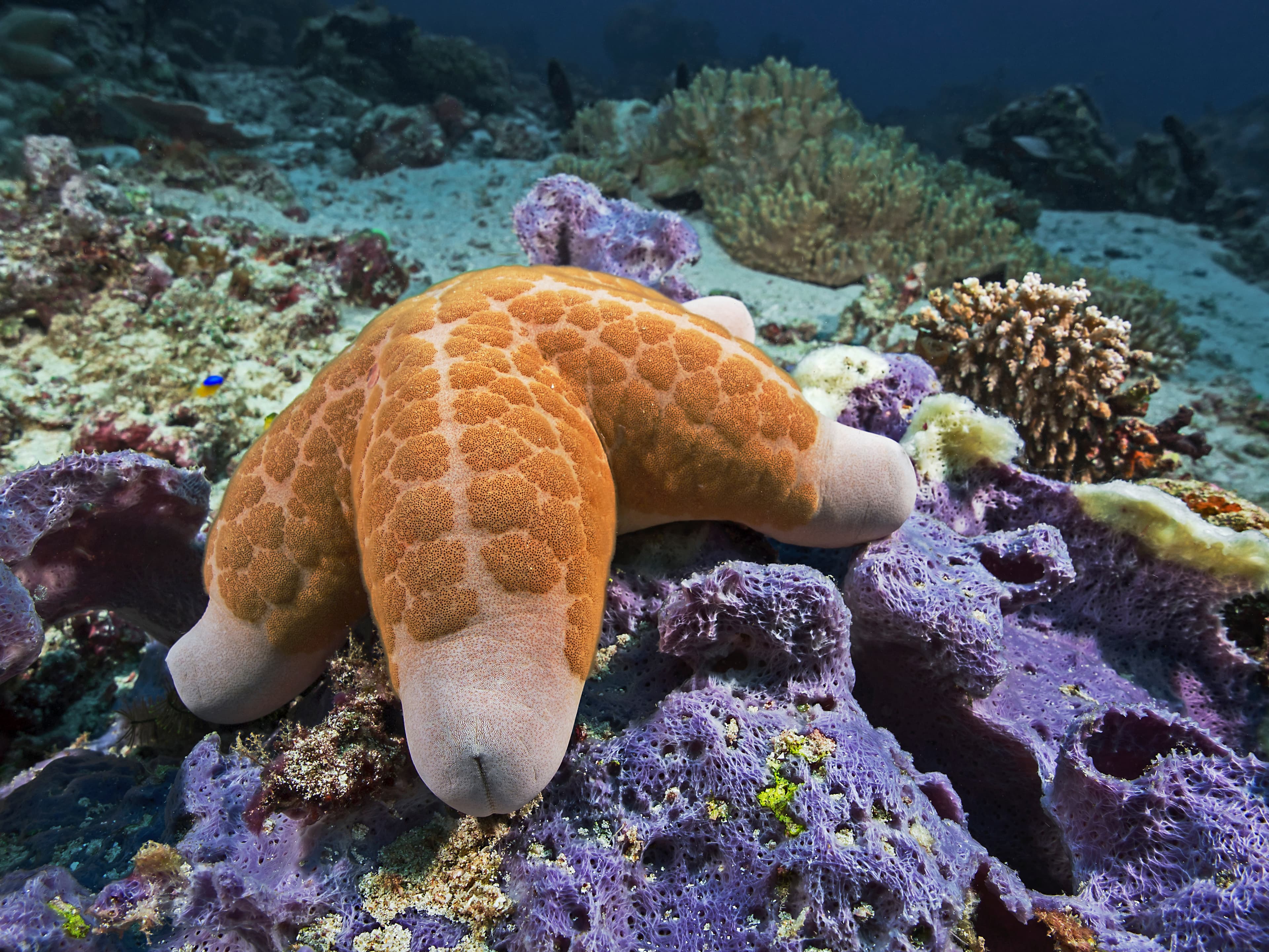 Granulated Sea Star (Choriaster granulatus)