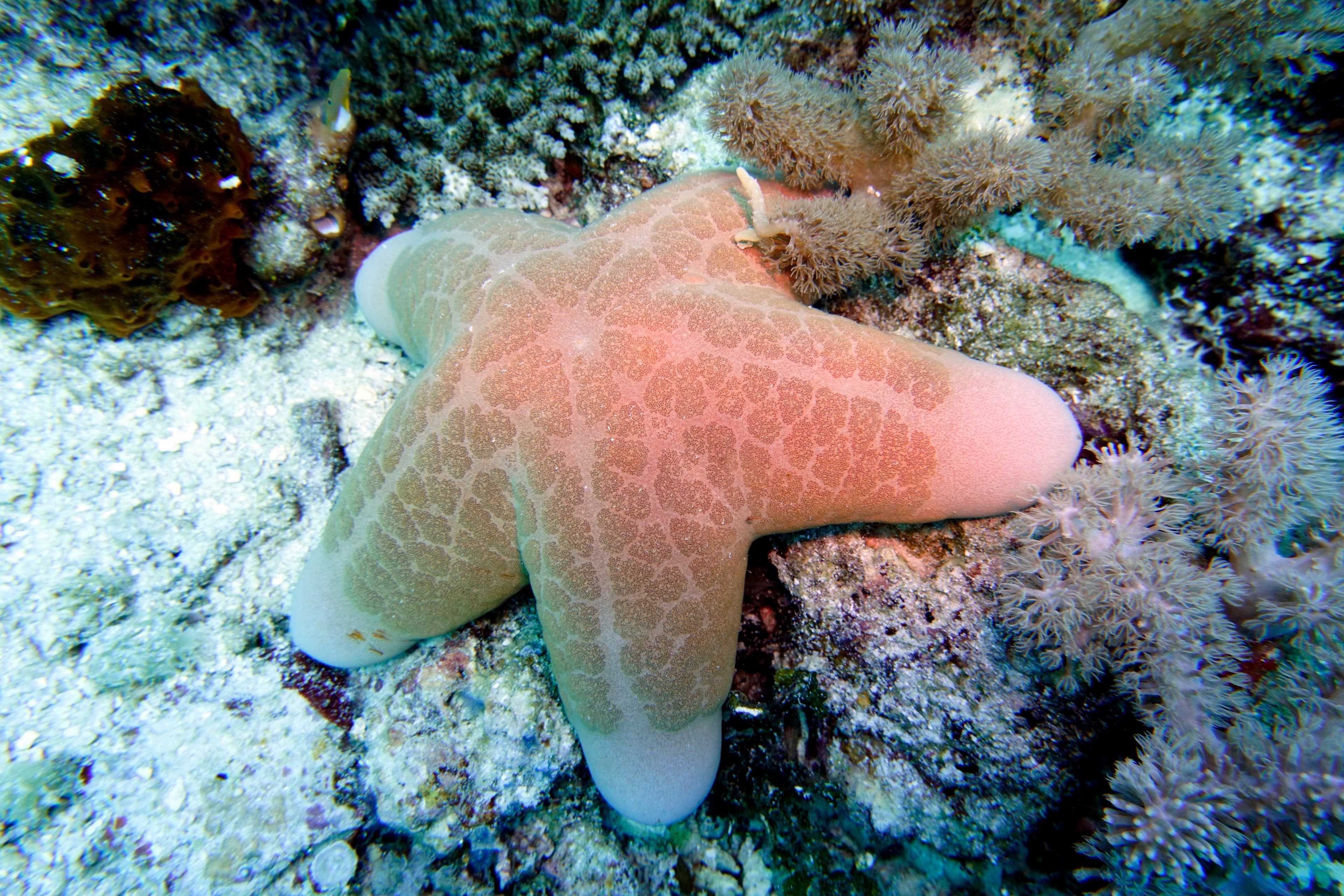 Granulated Sea Star (Choriaster granulatus)