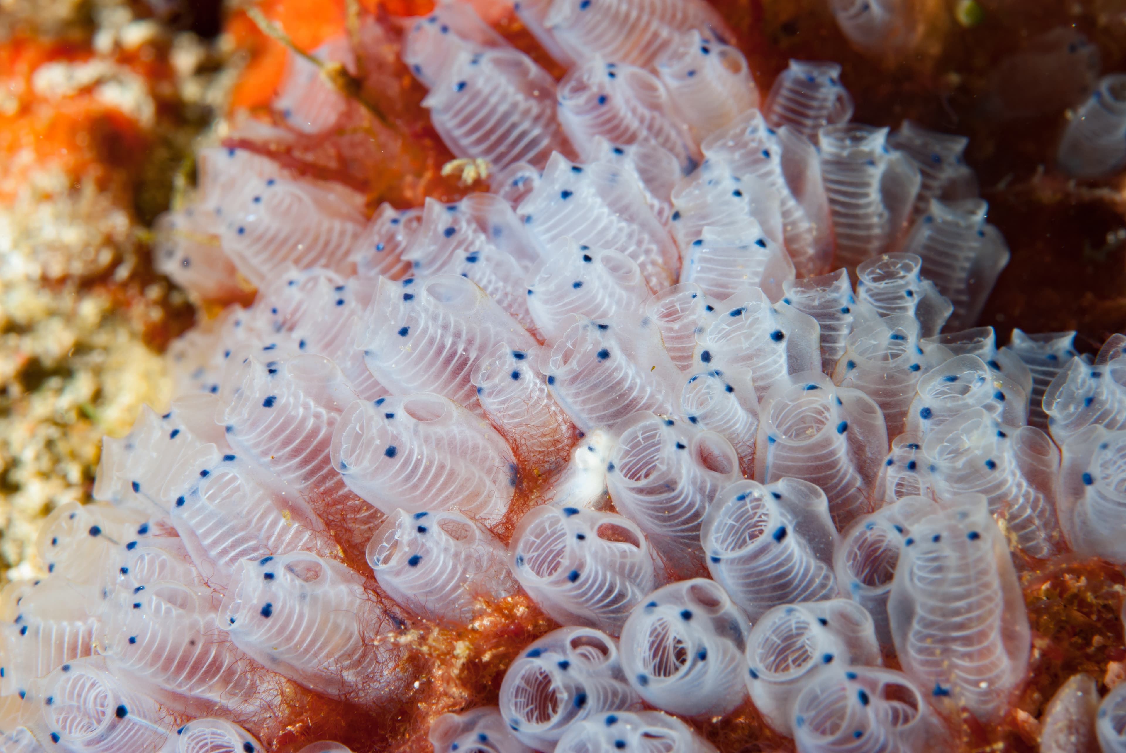 Bluebell Tunicates (Clavelina moluccensis)