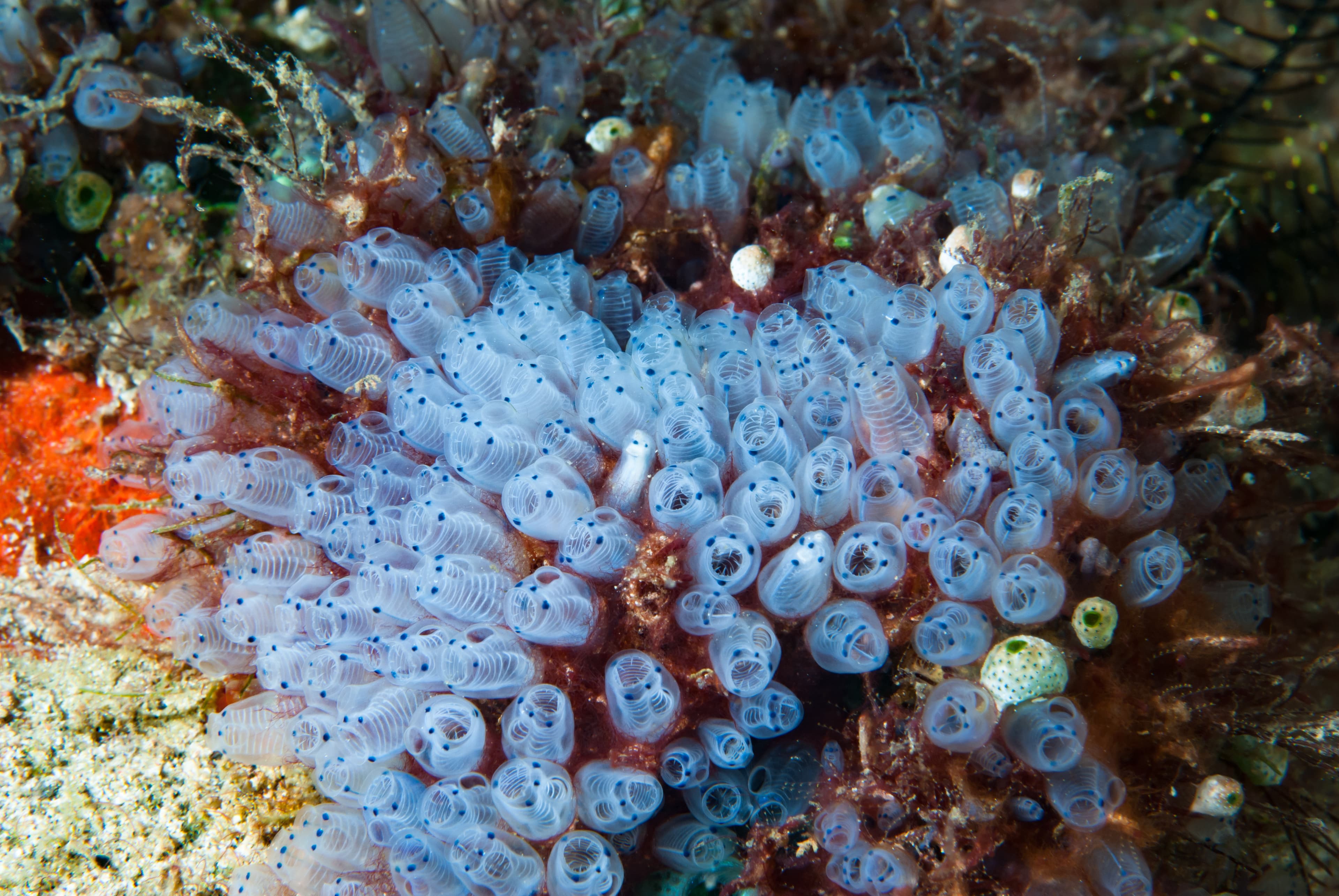 Colony of Bluebell Tunicates (Clavelina moluccensis)