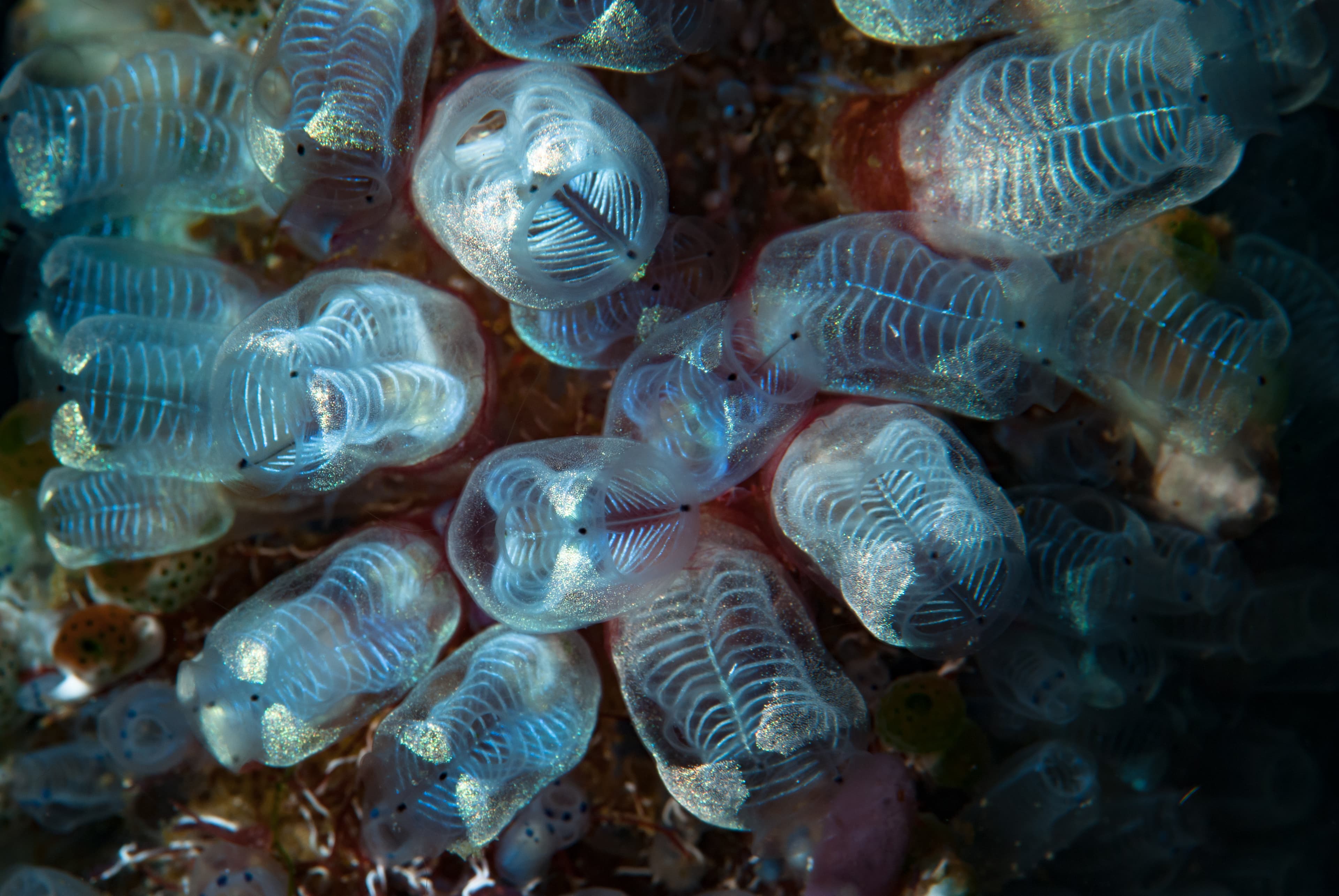 Bluebell Tunicates (Clavelina moluccensis) close up