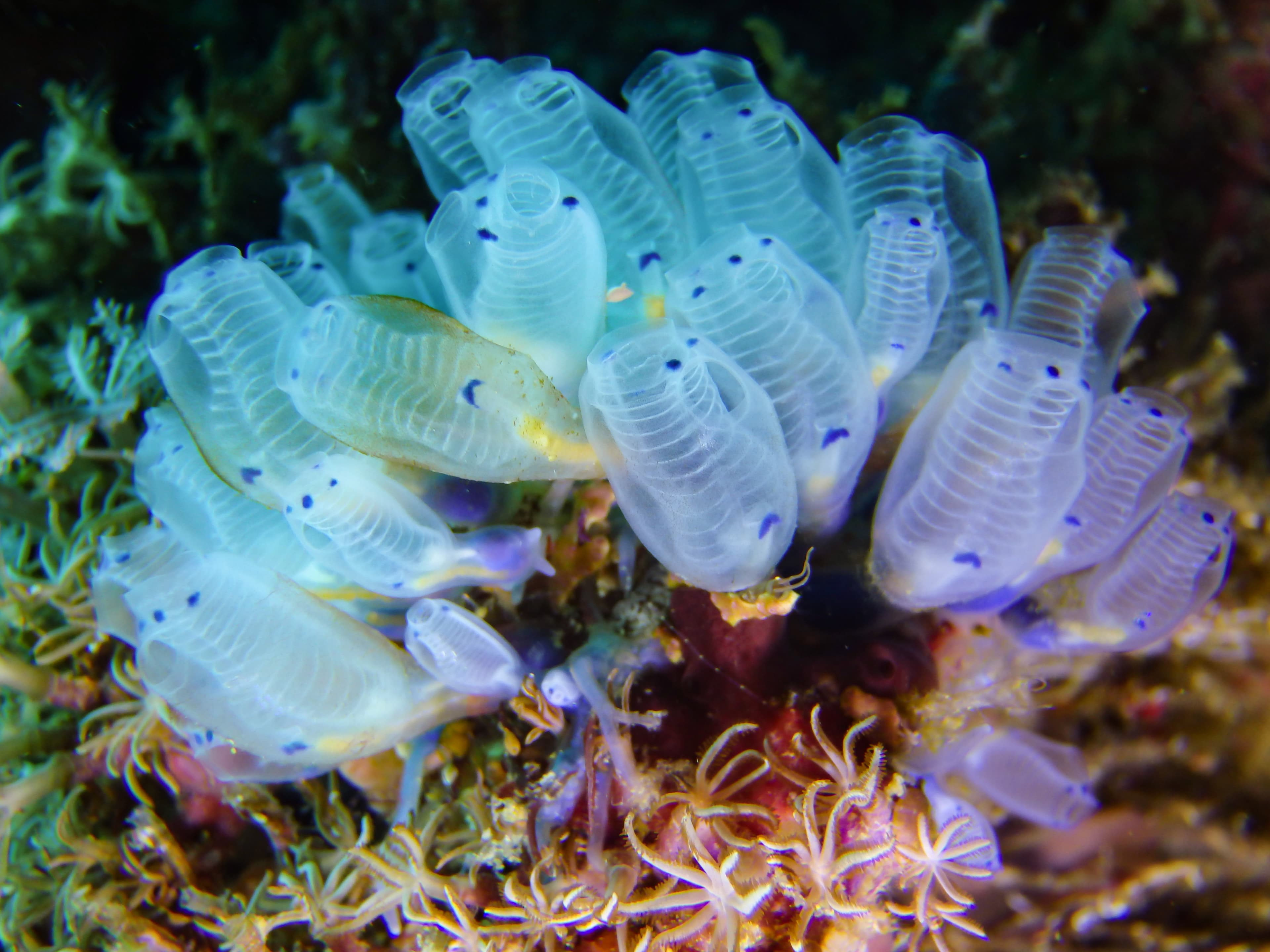 Bluebell Tunicates or Blue Sea Squirt (Clavelina moluccensis)