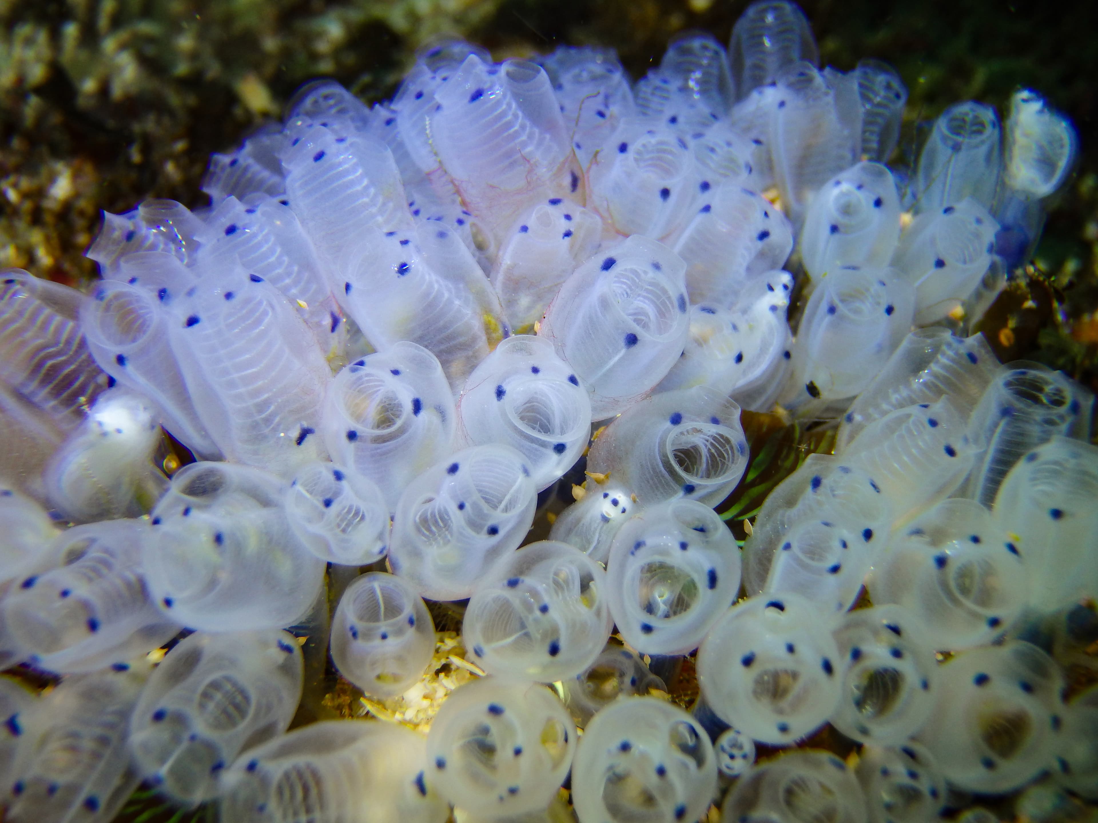 Bluebell Tunicates or Blue Sea Squirt (Clavelina moluccensis)