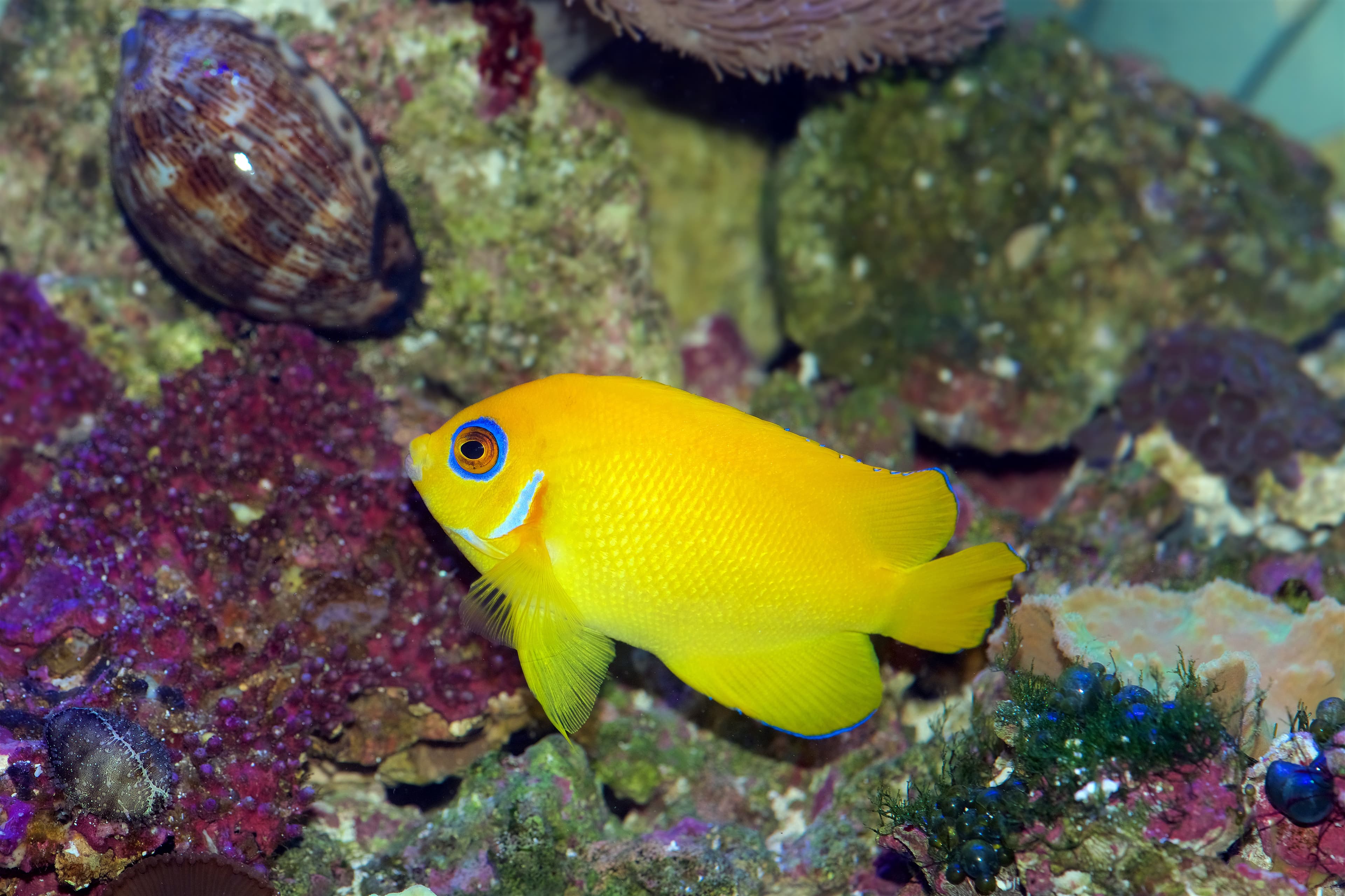 Lemonpeel Angelfish (Centropyge flavissimus)