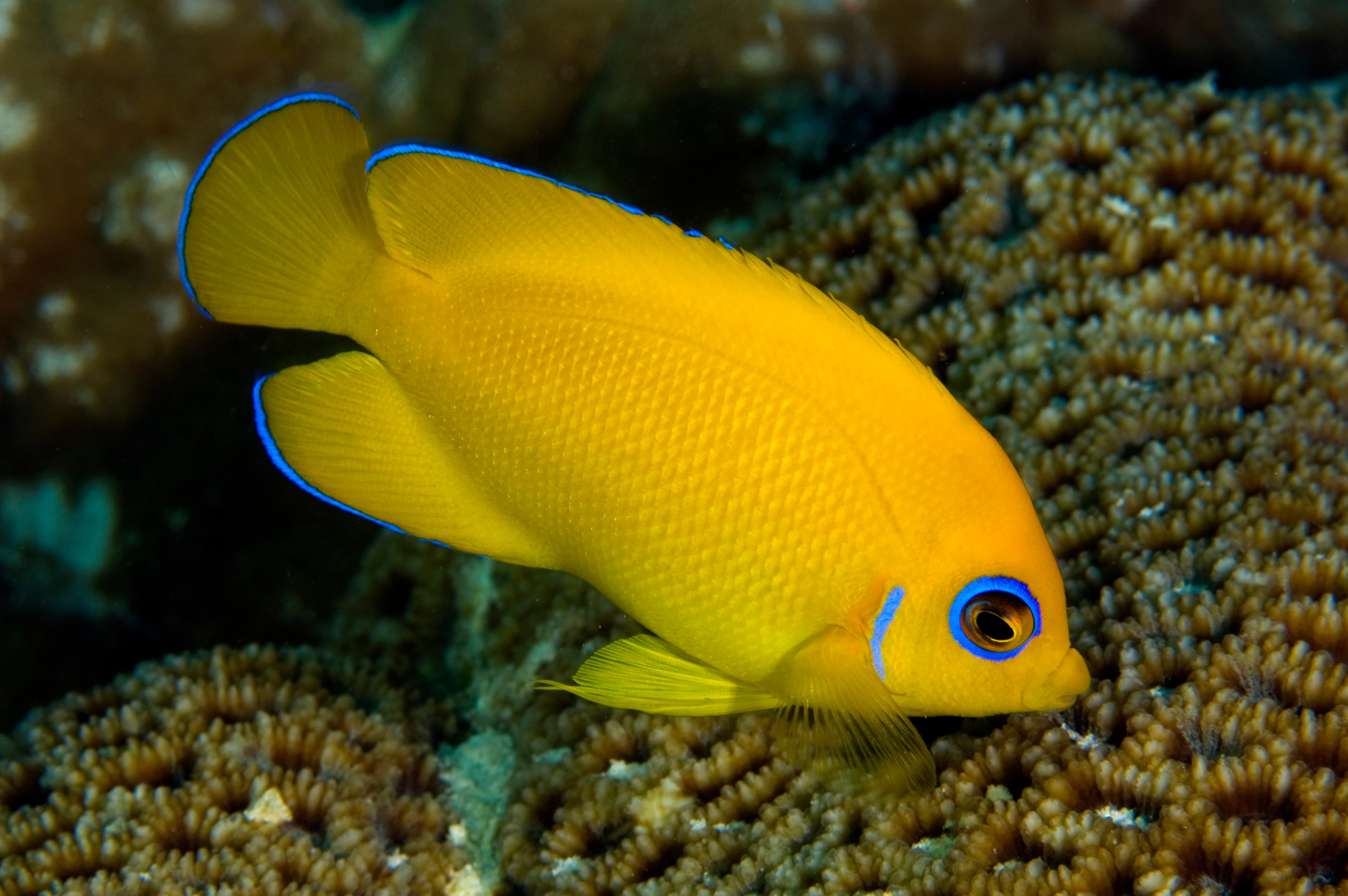 Lemonpeel Angelfish (Centropyge flavissimus) feeding on coral polyps. Kritimati Island, Kribati