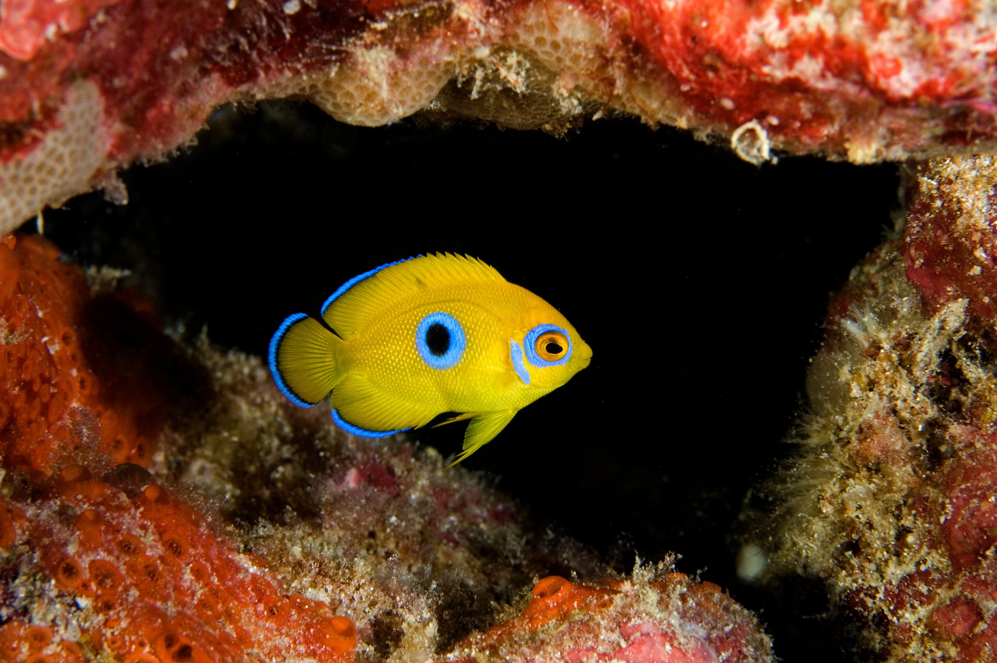 Juvenile Lemonpeel Angelfish (Centropyge flavissimus), blue spot will disappear when matures. Kritimati Island, Kribati