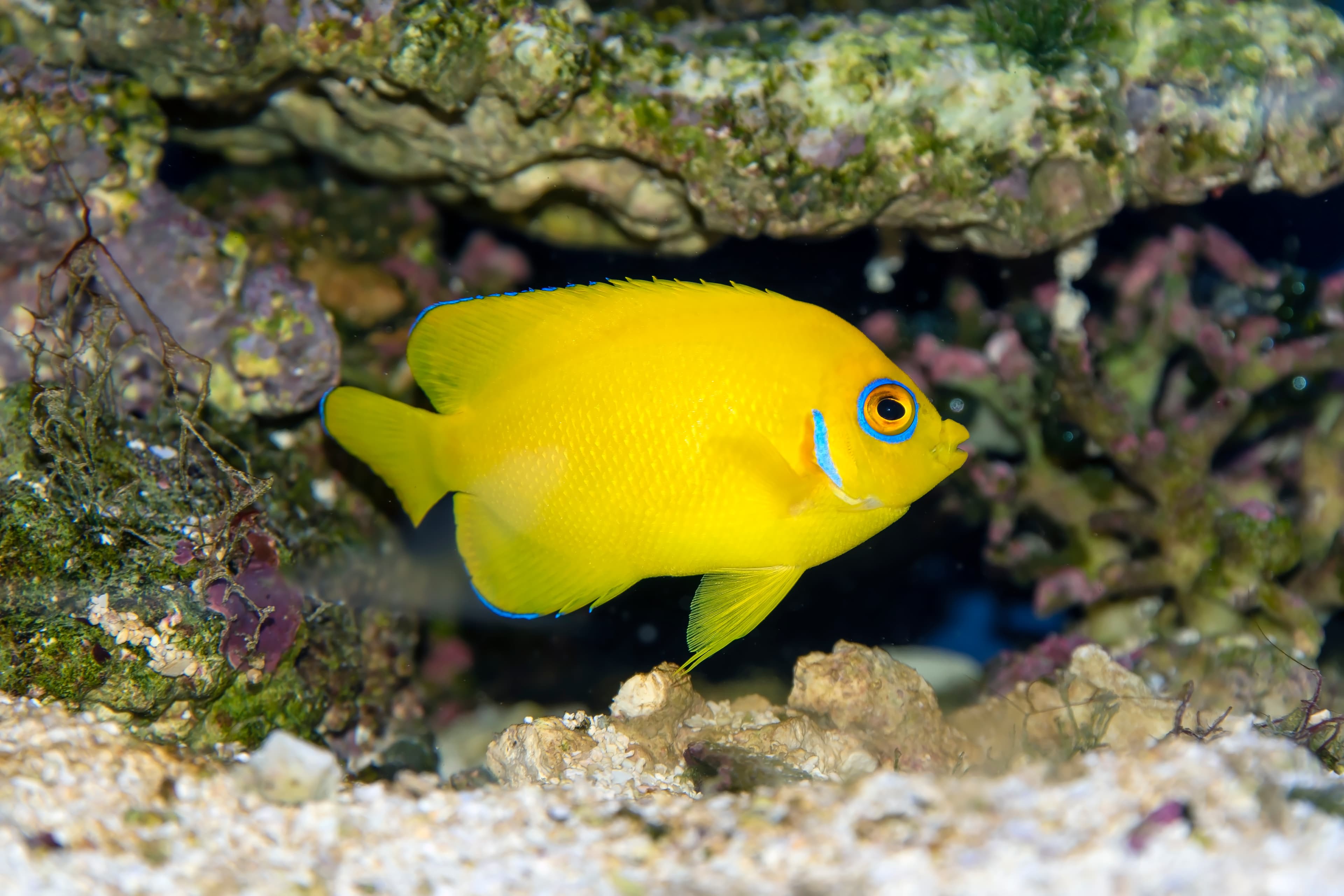 Lemonpeel Angelfish (Centropyge flavissimus), a bright yellow dwarf angelfish