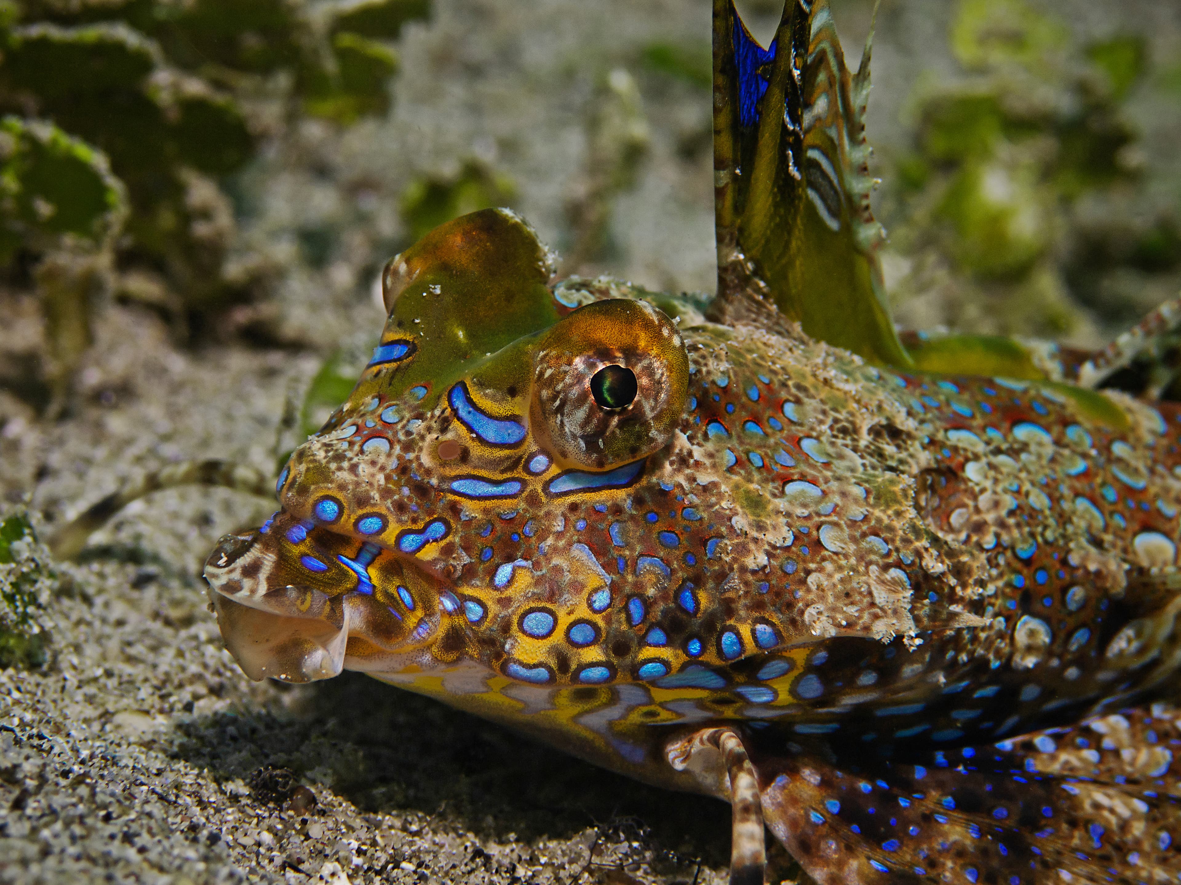 Fingered Dragonet (Dactylopus dactylopus) close up. Pulau Bangka/North Sulawesi, Indonesia