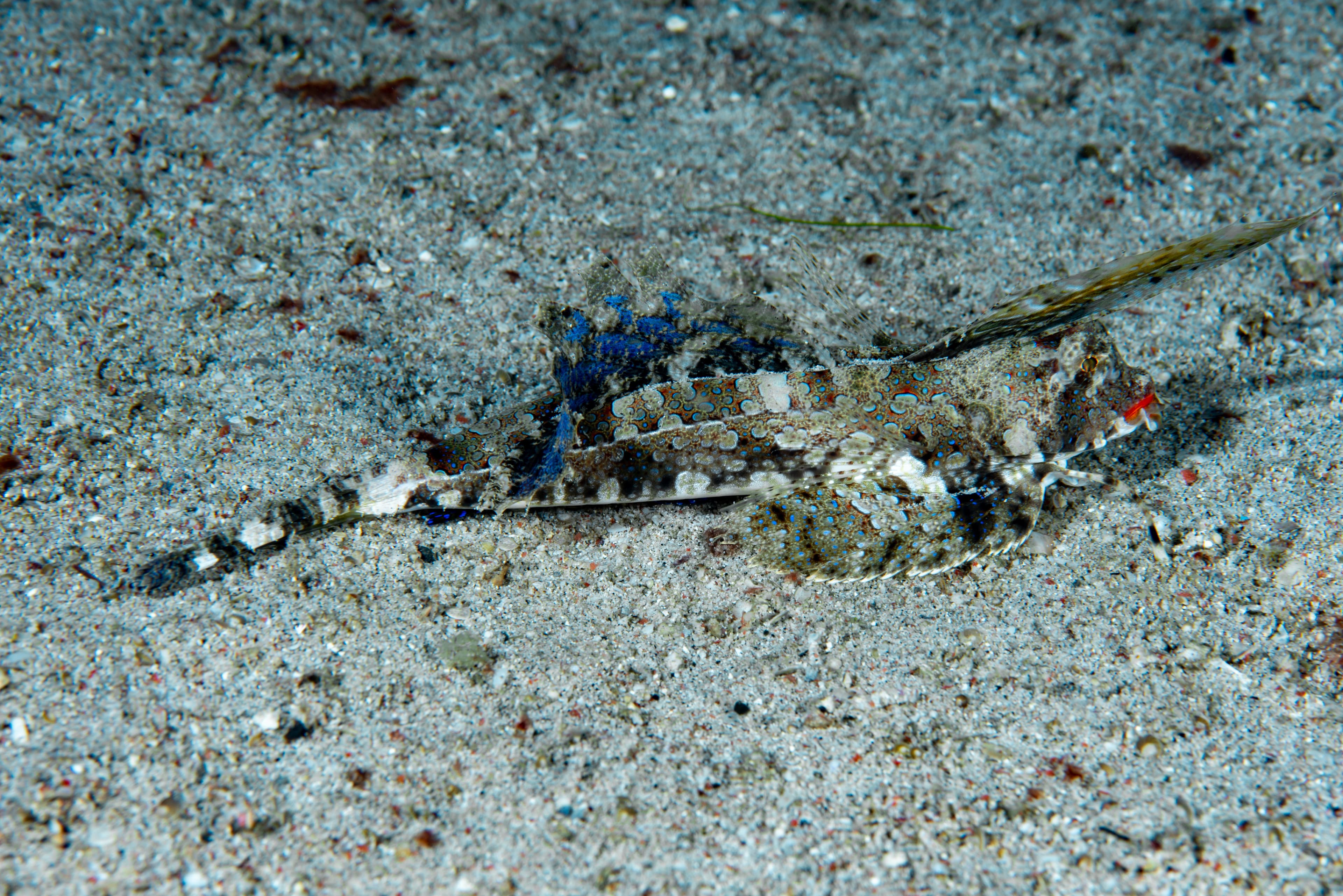 Fingered Dragonet (Dactylopus dactylopus)