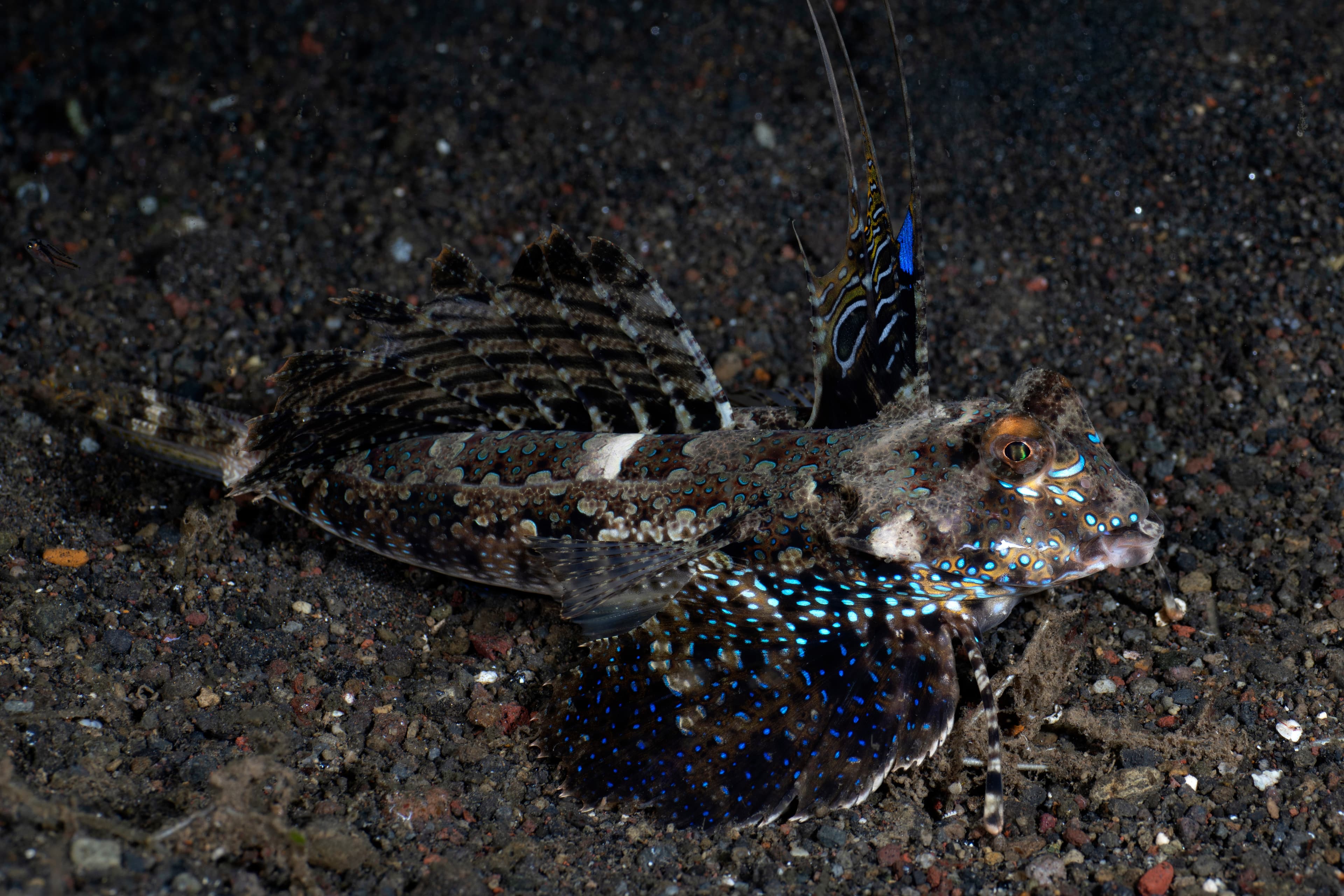 Fingered Dragonet (Dactylopus dactylopus) on the seabed at night. Sea life of Bali, Indonesia