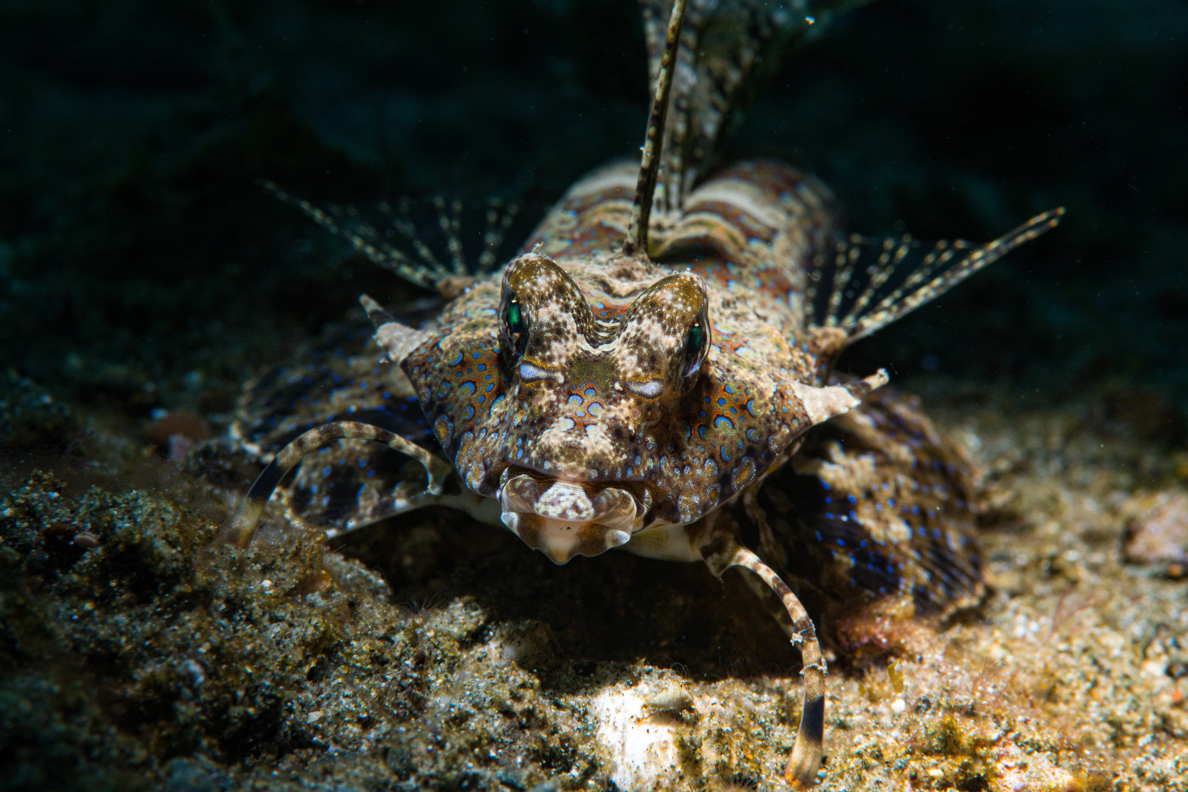 Fingered Dragonet (Dactylopus dactylopus)