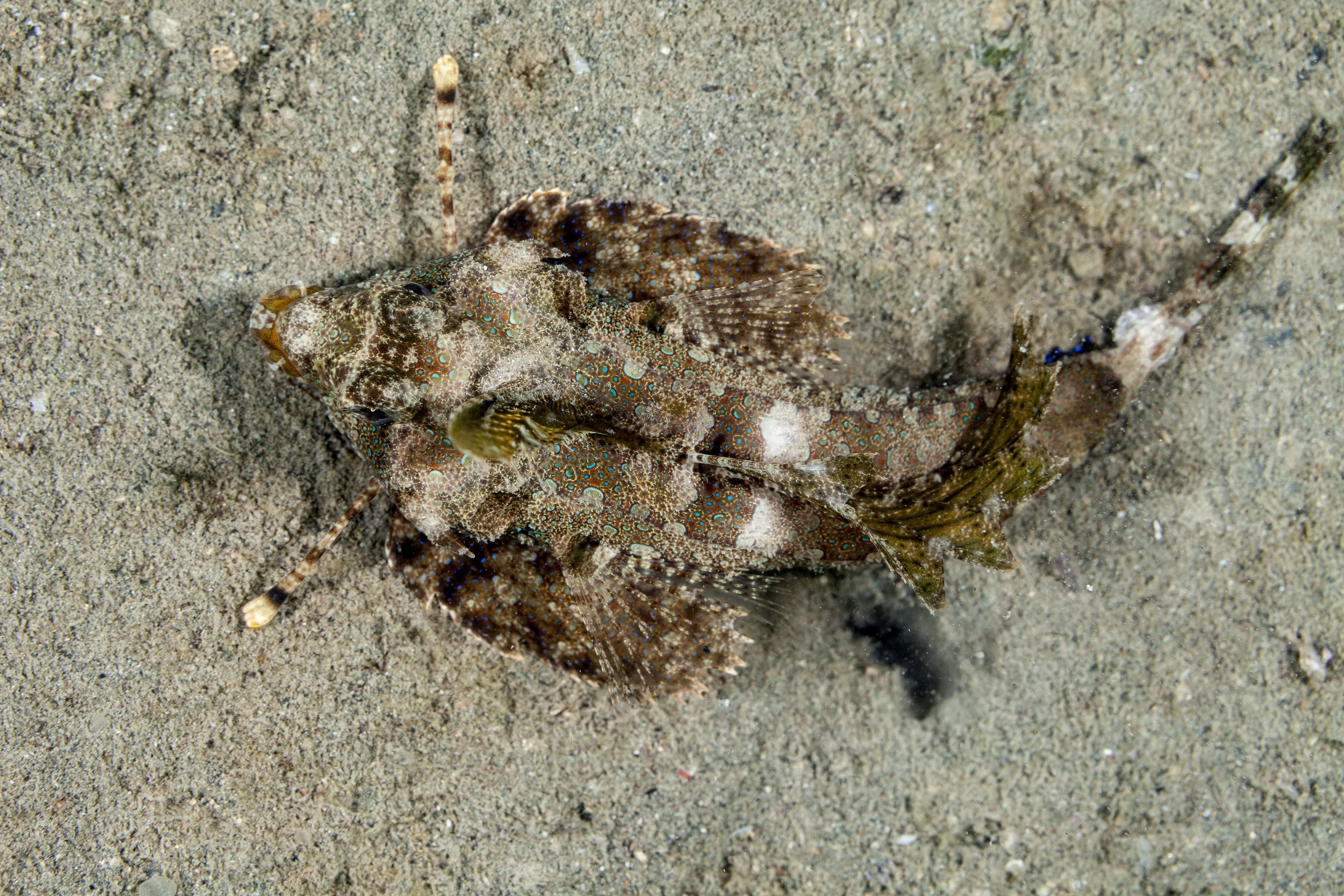 Fingered Dragonet (Dactylopus dactylopus)