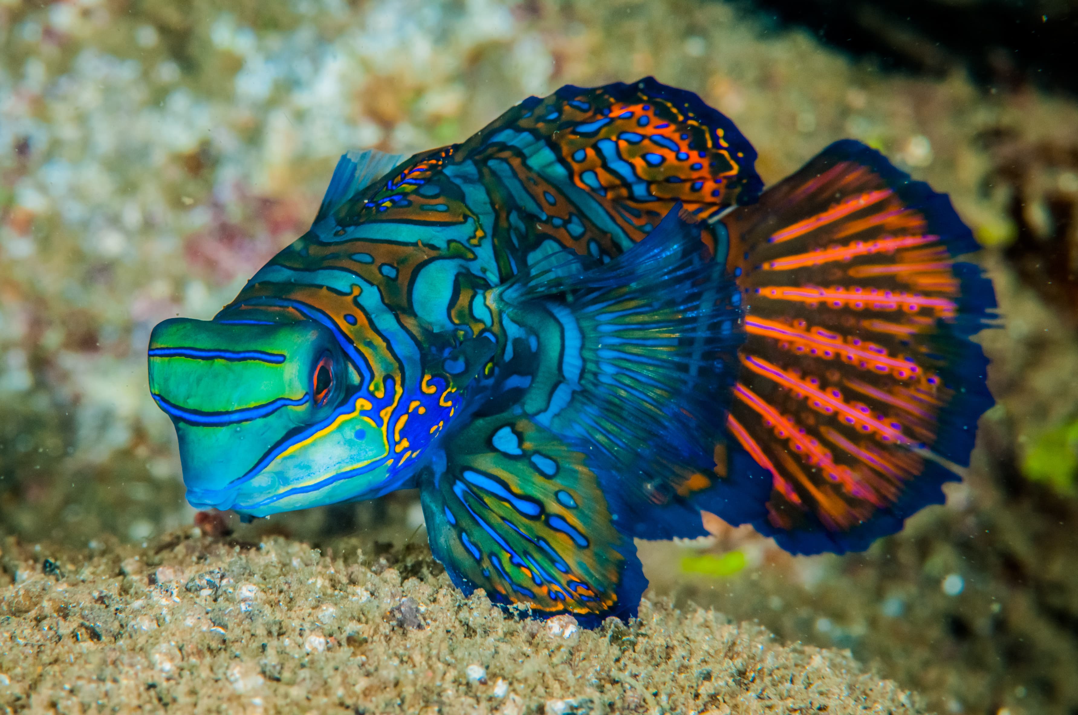 Mandarinfish (Synchiropus splendidus) in Banda, Indonesia