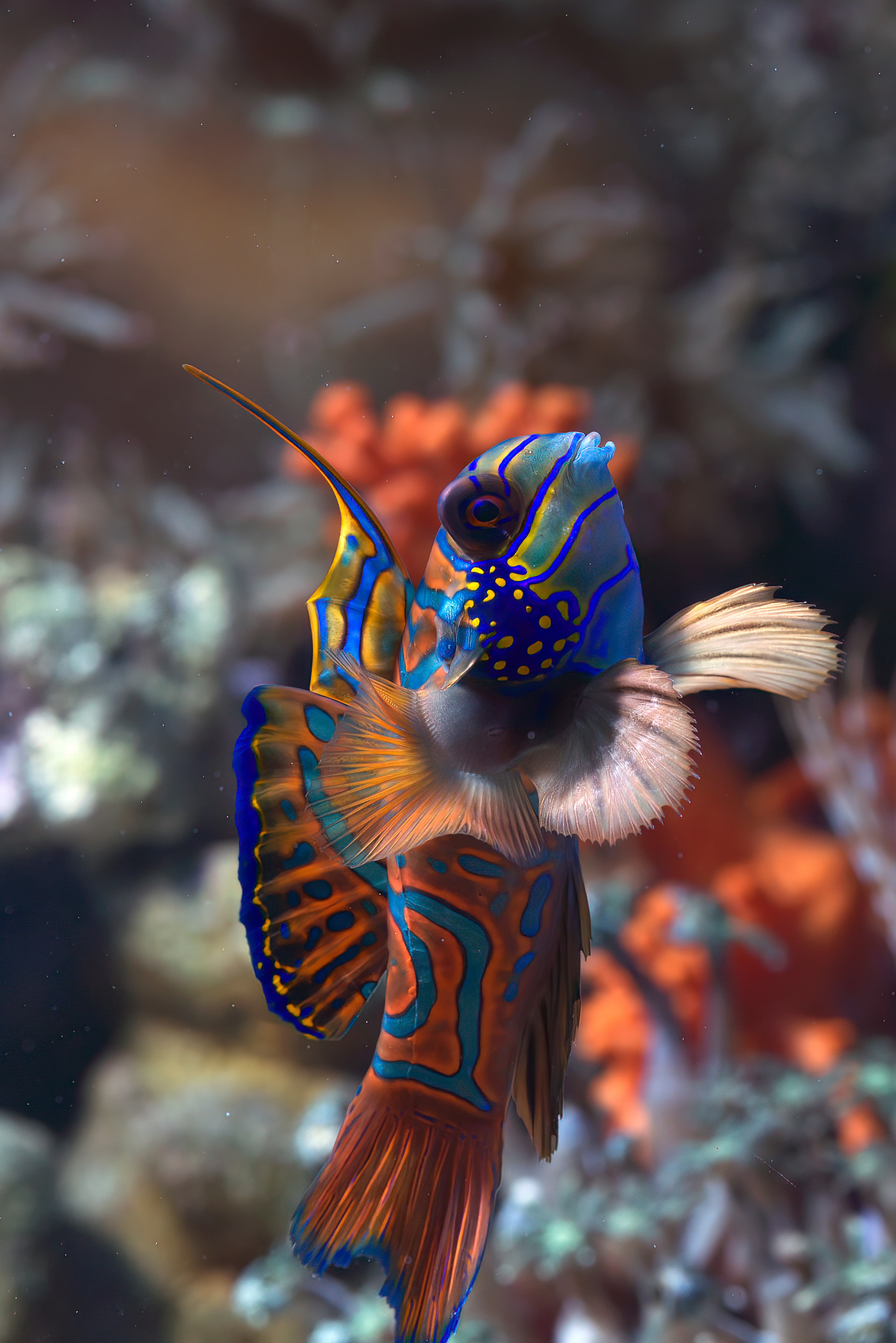 Mandarinfish (Synchiropus splendidus) on a coral reef