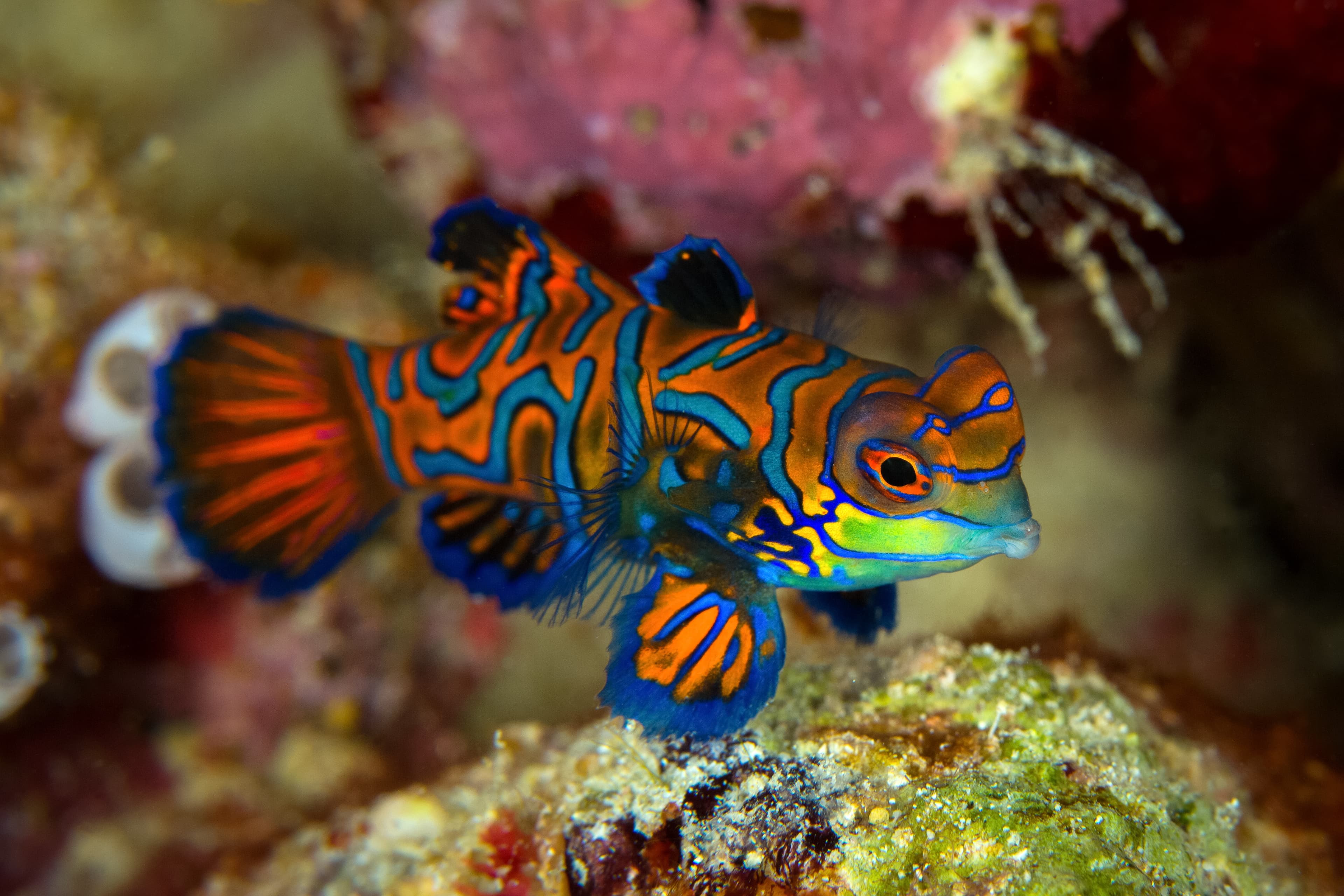 Mandarinfish (Synchiropus splendidus), Sipadan Island Borneo, Celebes Sea, Malaysia