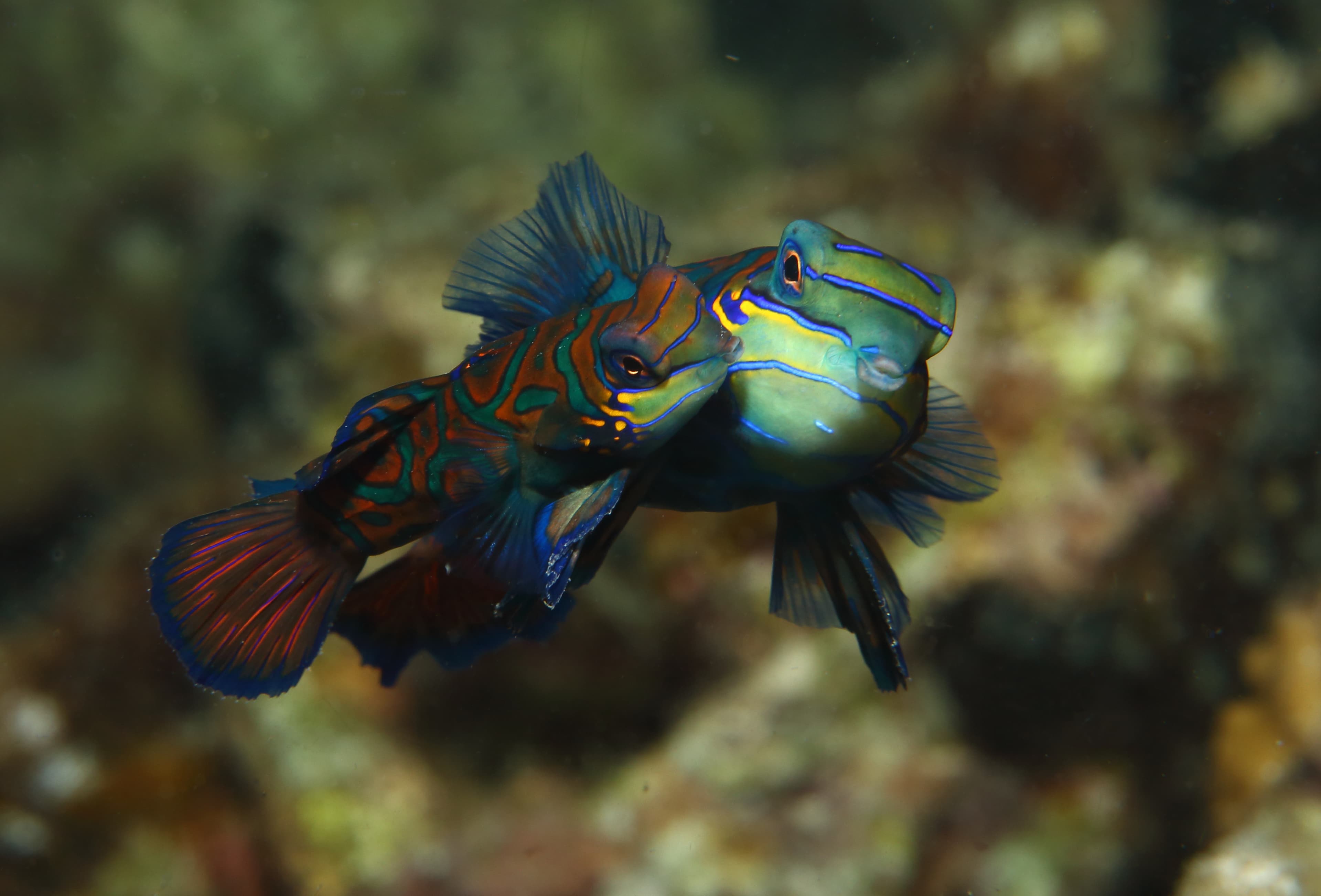 Mandarinfish (Synchiropus splendidus) mating