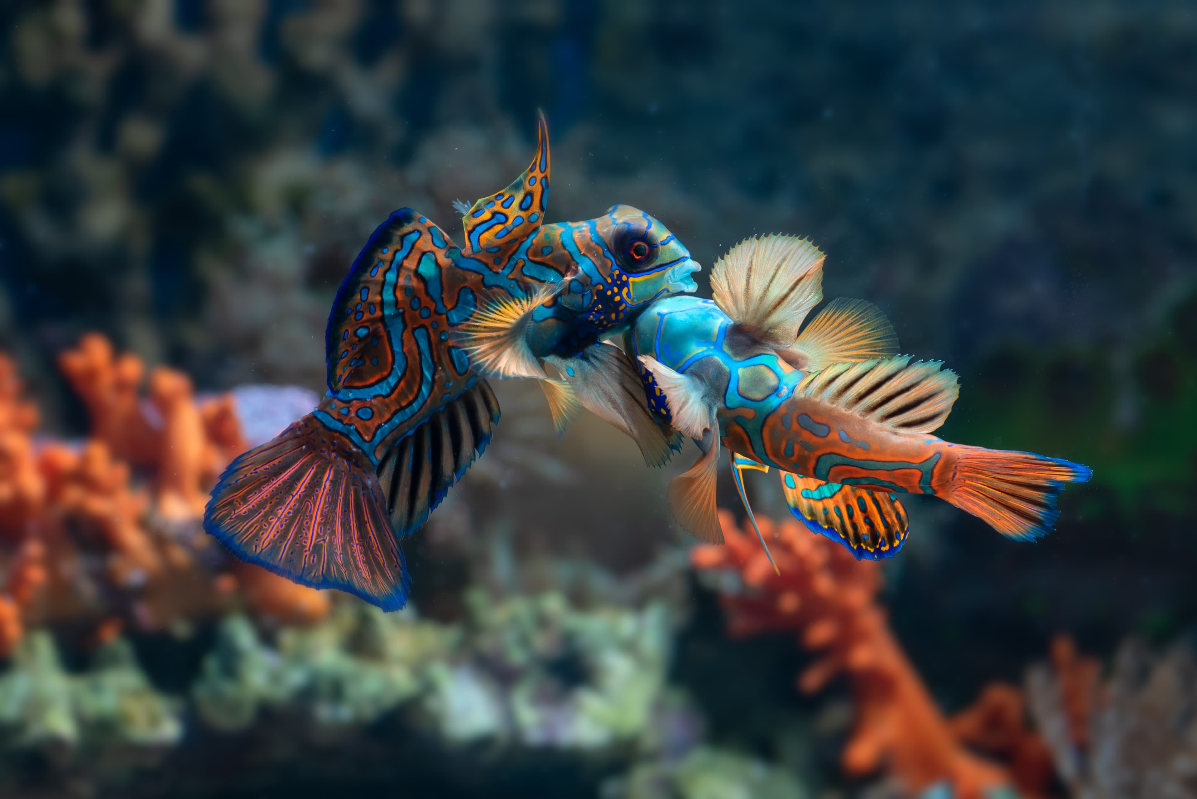 A pair of Mandarinfish