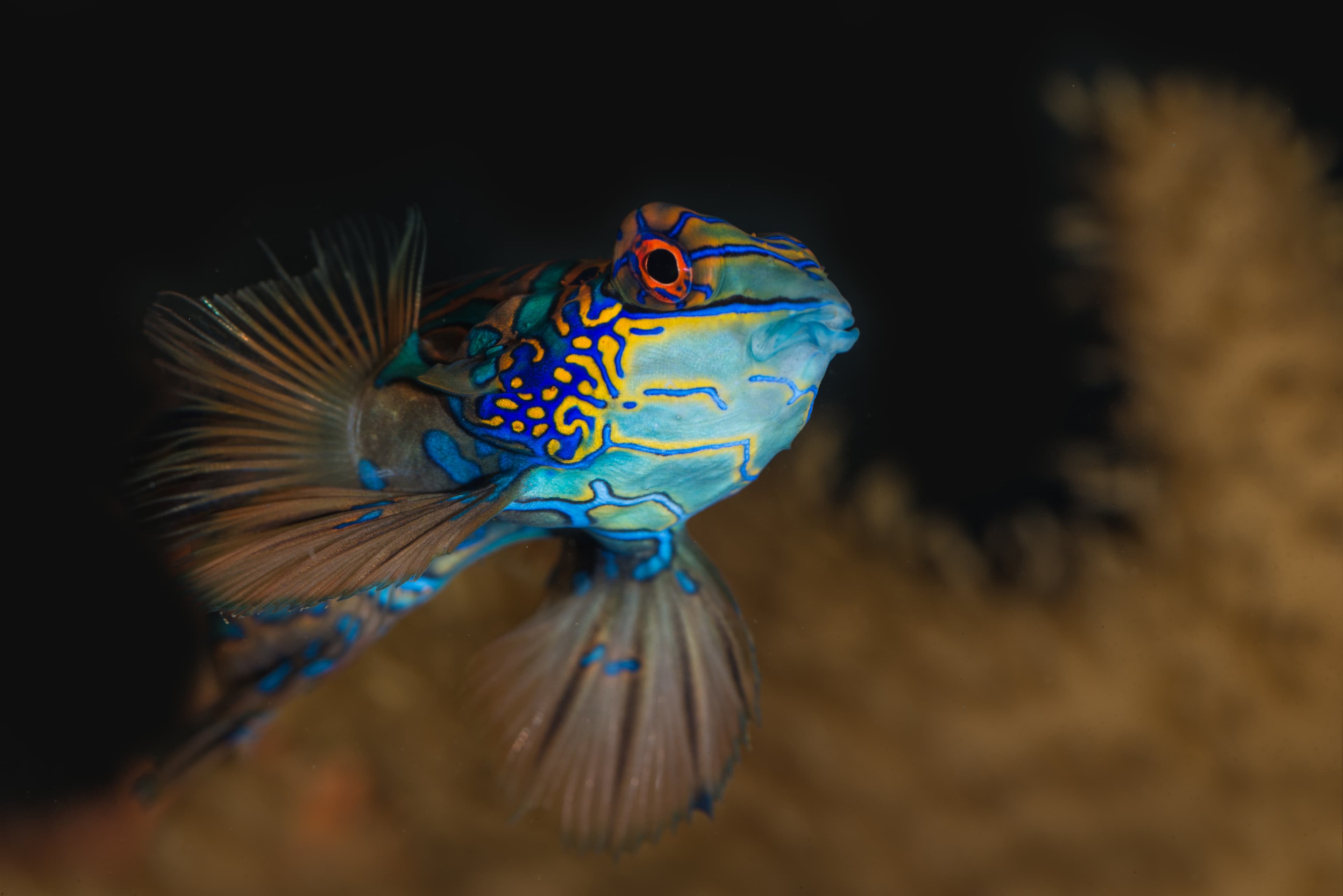 Most beatiful fish of the sea, Mandarinfish (Synchiropus splendidus), close up