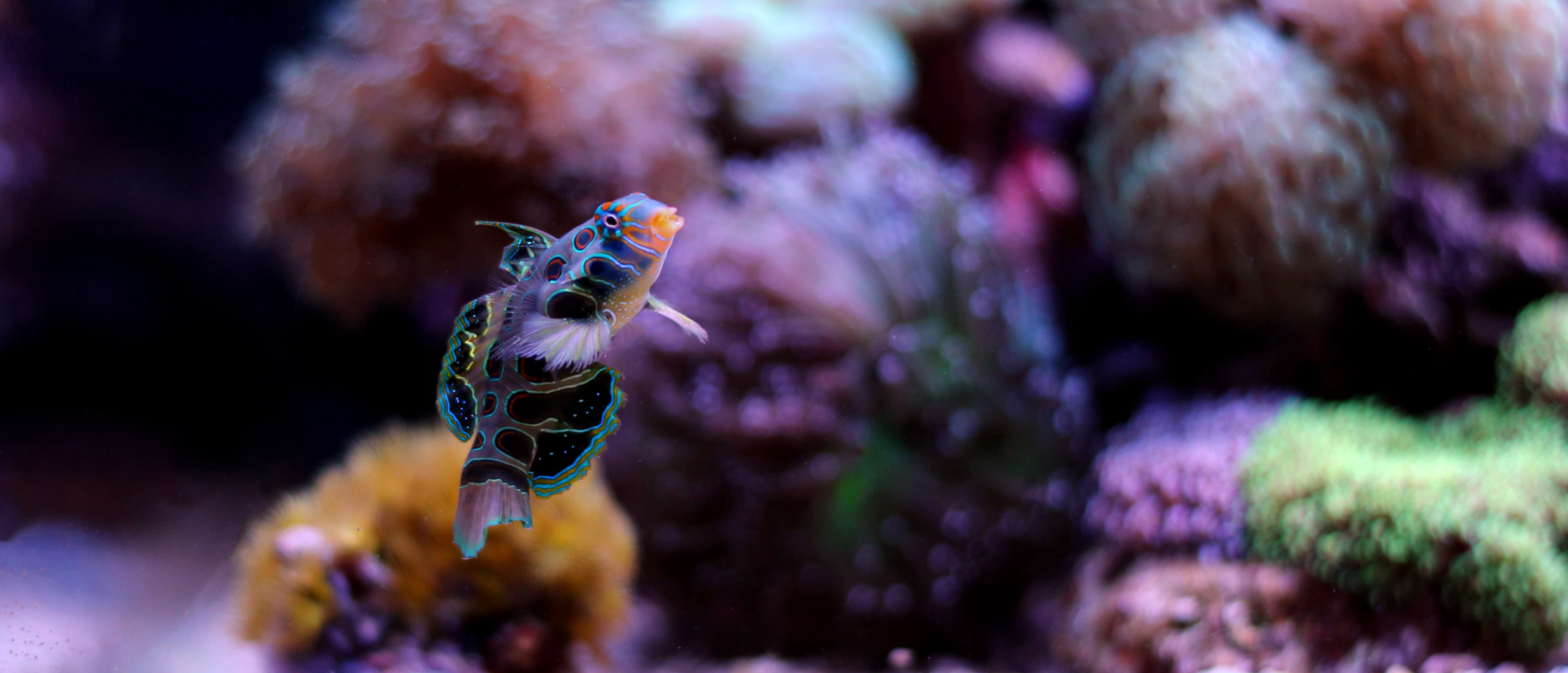 Spotted Mandarin (Synchiropus picturatus)