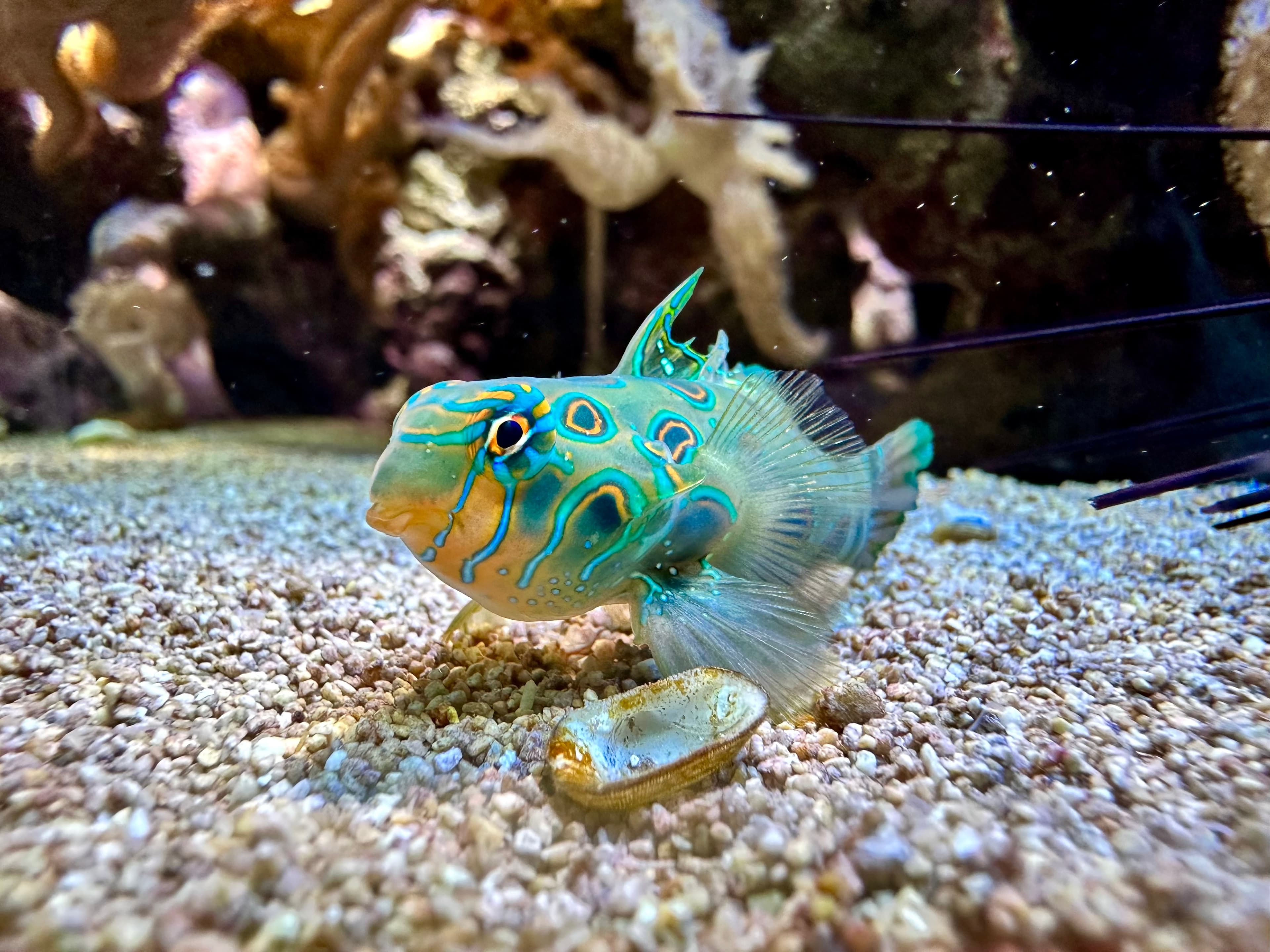 Spotted Mandarin (Synchiropus picturatus)