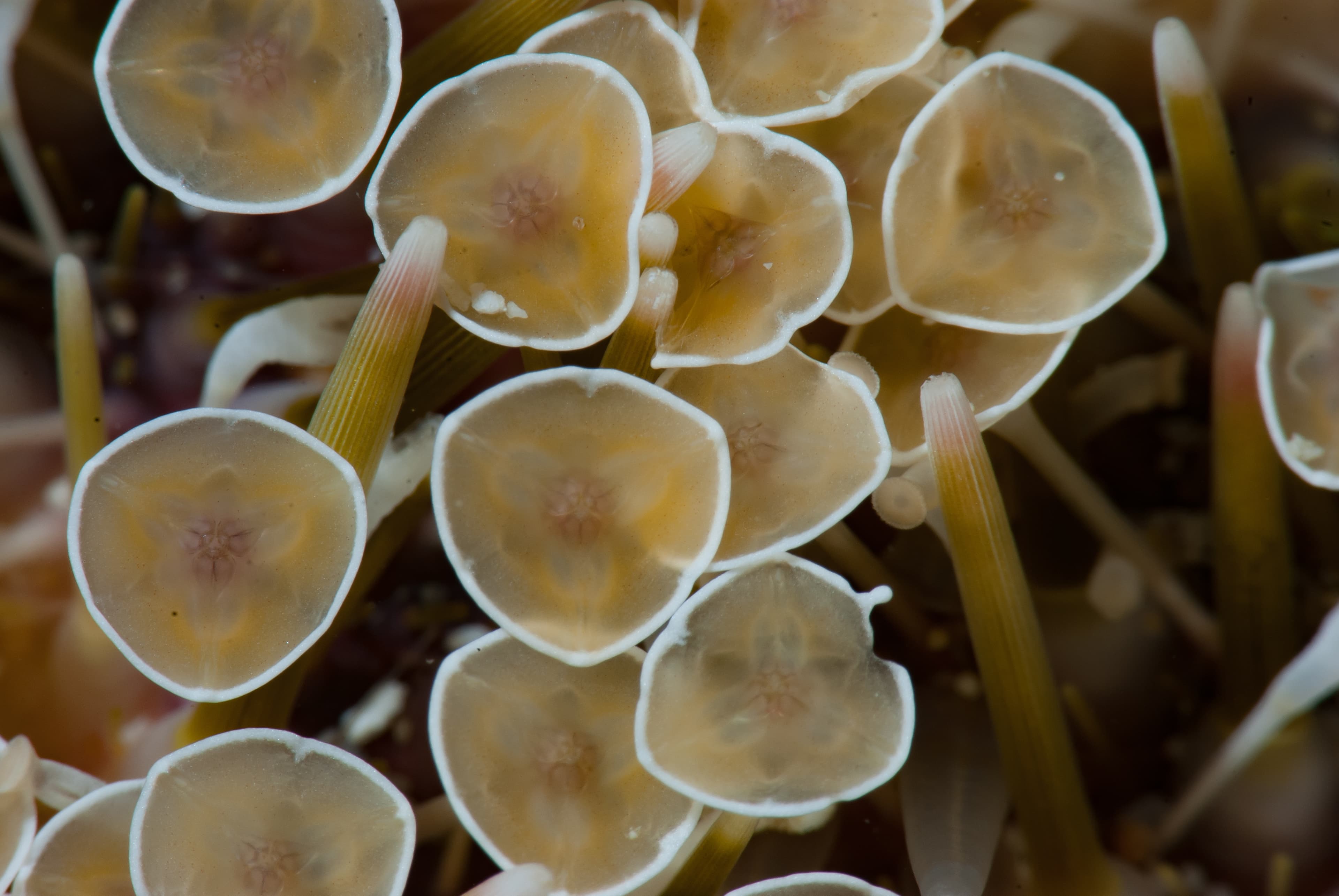 Flower Urchin (Toxopneustes pileolus) close up series