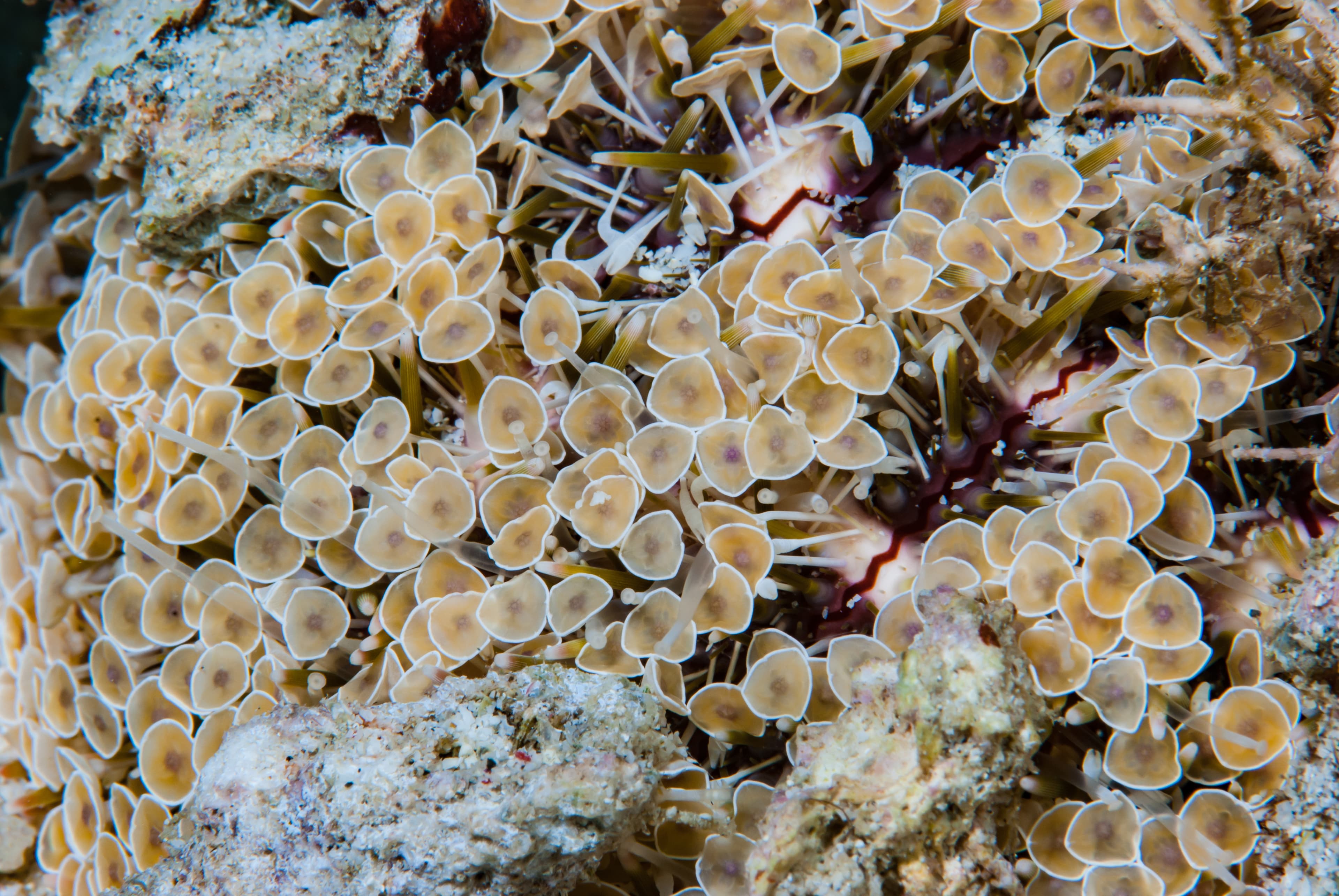 Flower Urchin (Toxopneustes pileolus) close up series