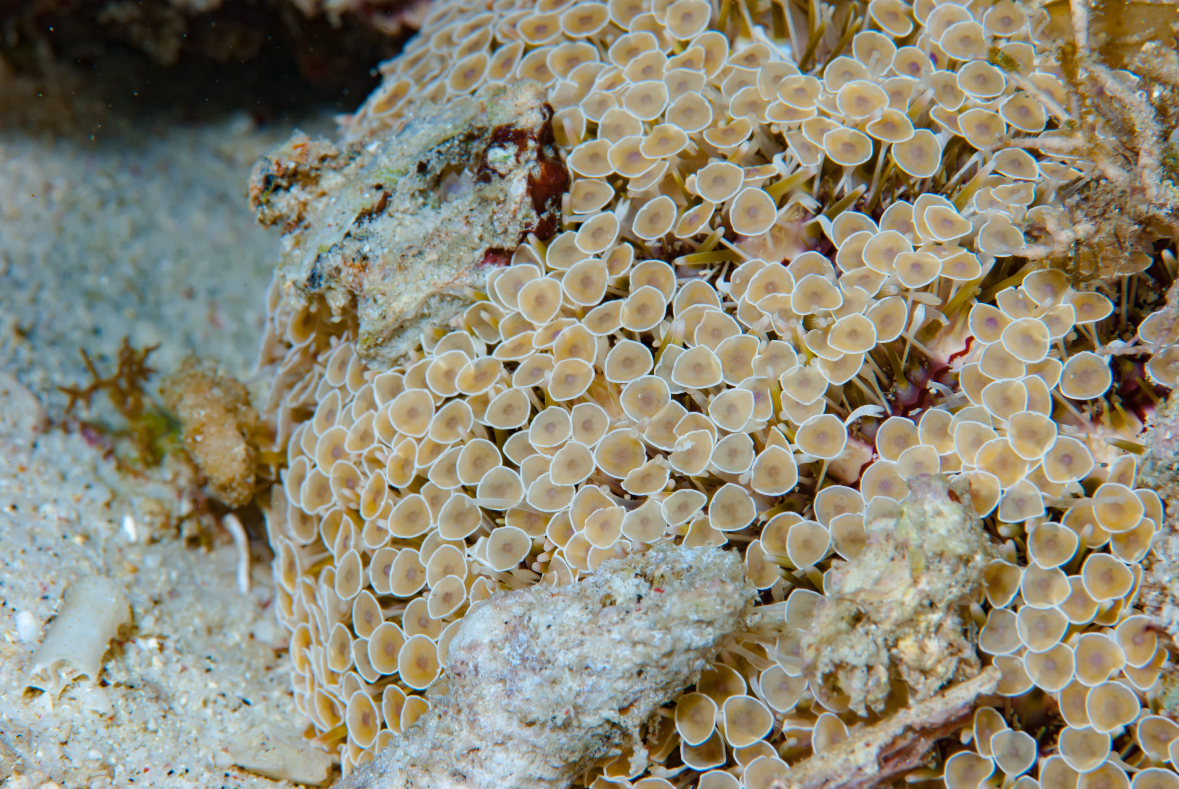 Flower Urchin (Toxopneustes pileolus) close up series