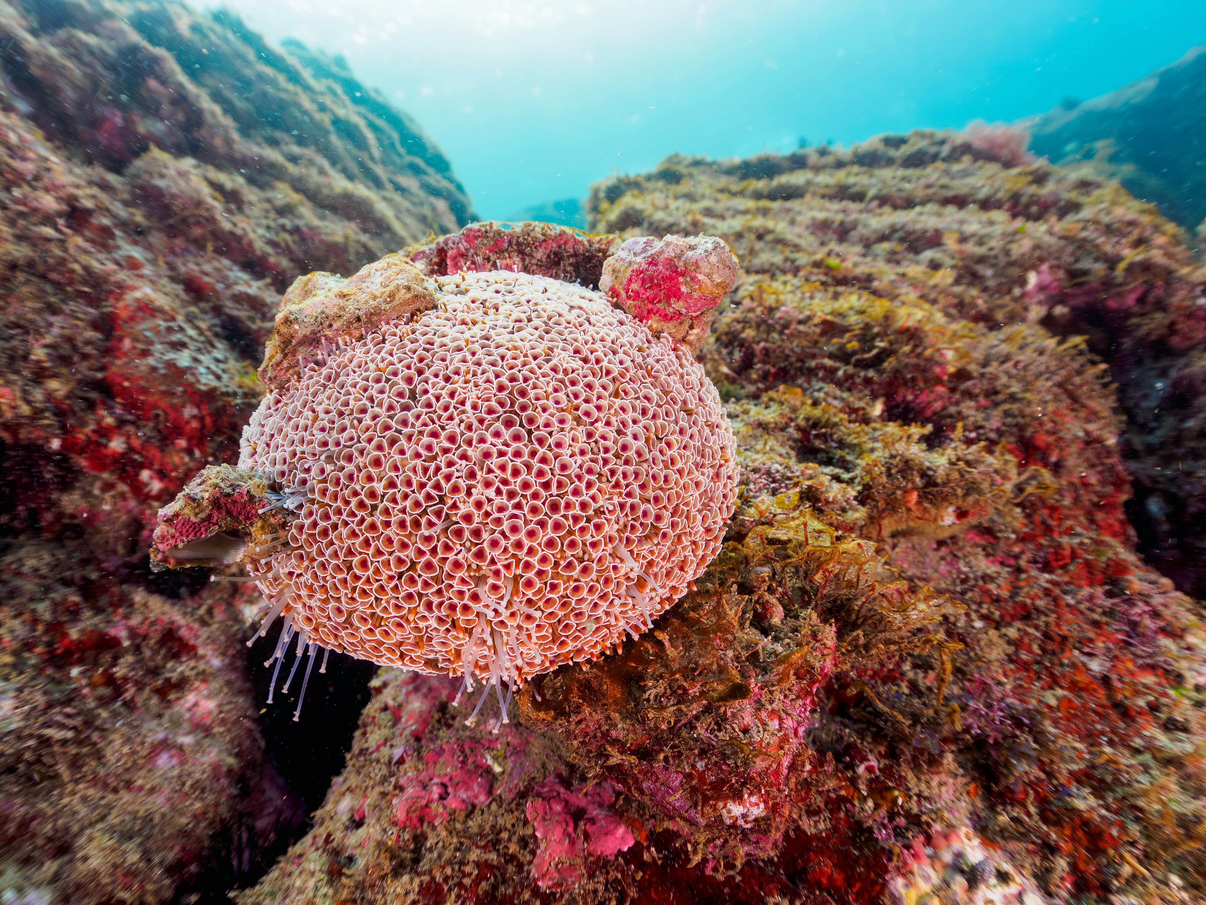 Unusual and beautiful Flower Urchin (Toxopneustes pileolus). Kotogahama Beach, Manazuru peninsula, Ashigarashimo-gun, Kanagawa pref, Japan. Taken on November 23, 2023