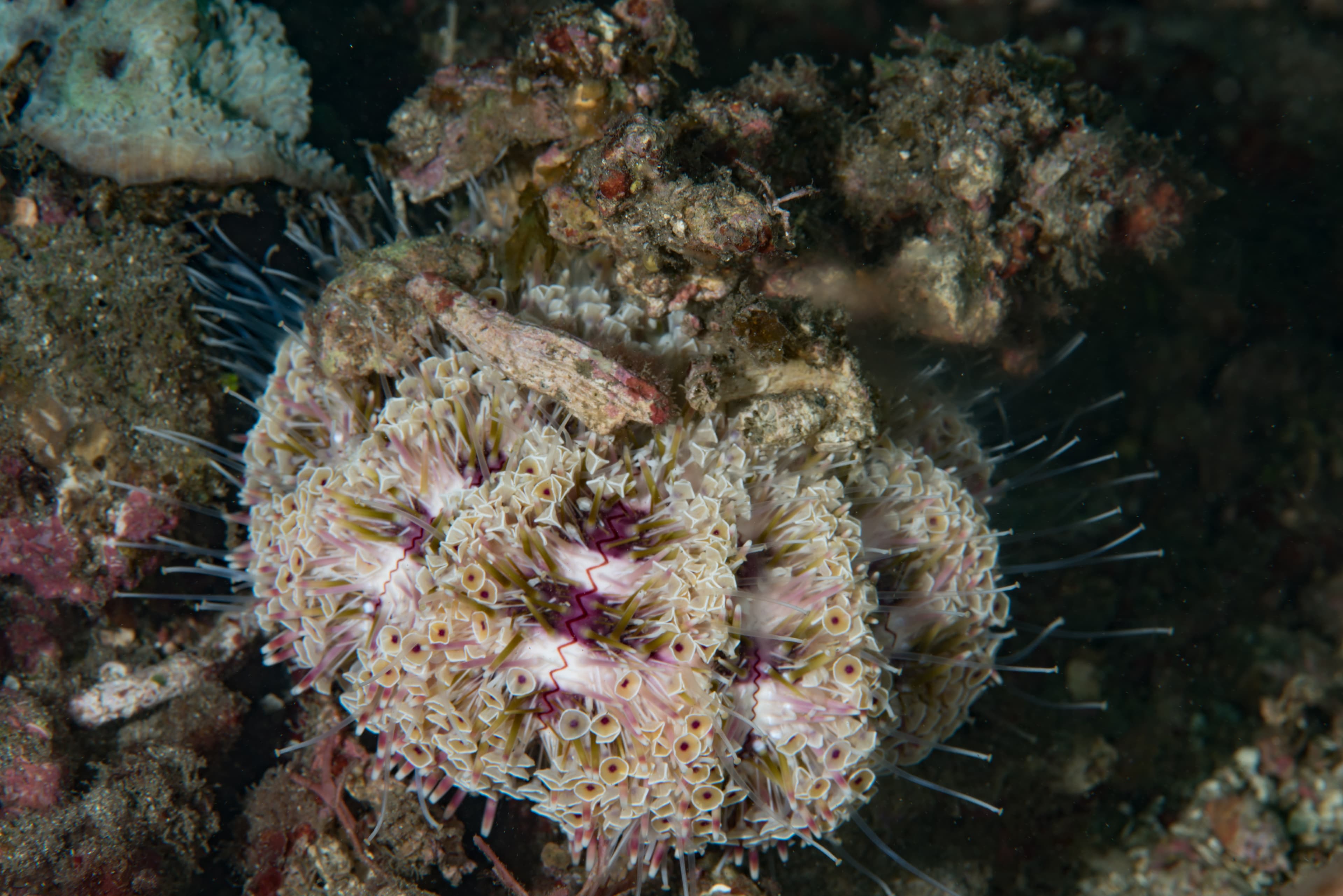 Flower Urchin (Toxopneustes pileolus)