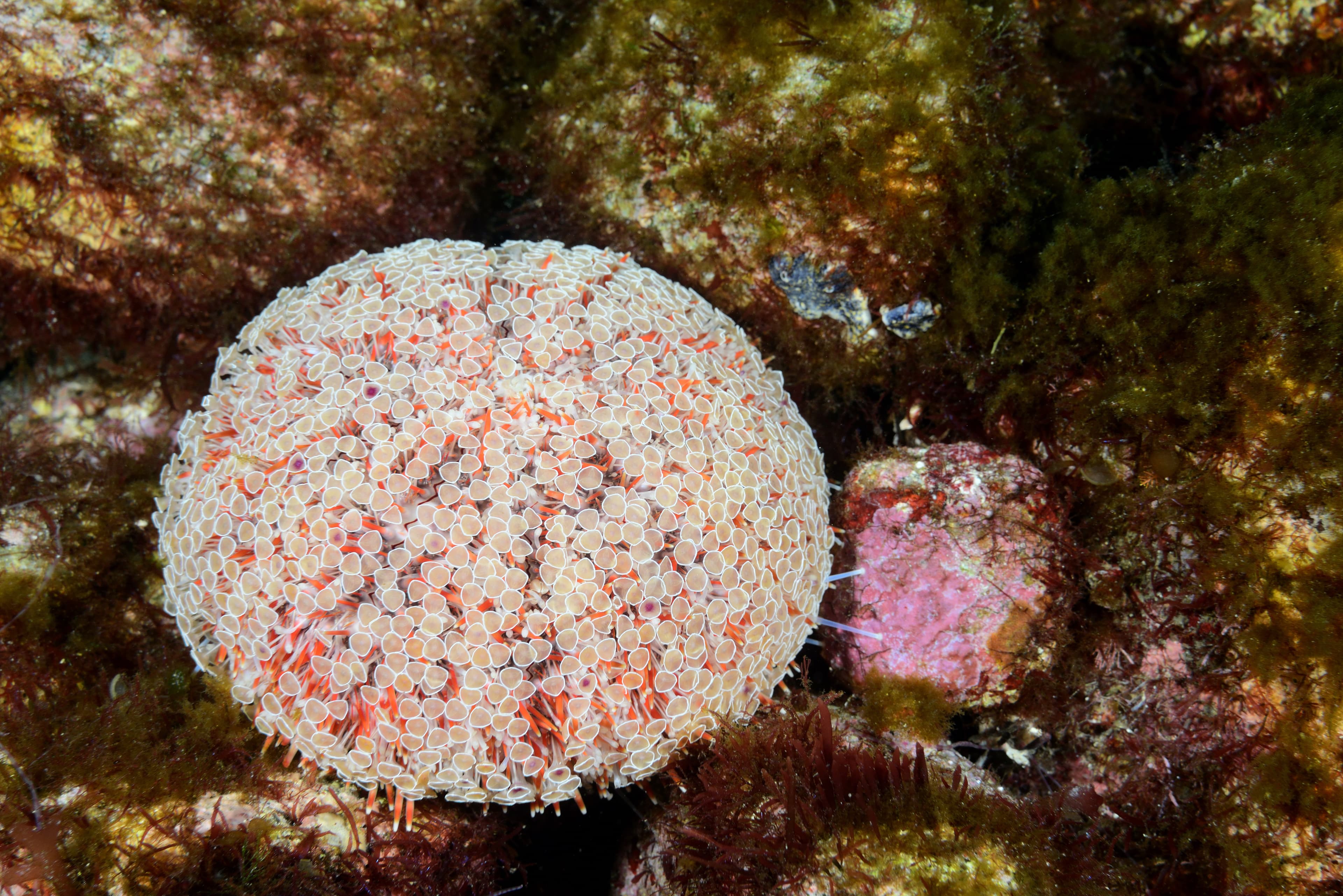 Flower Urchin (Toxopneustes pileolus)