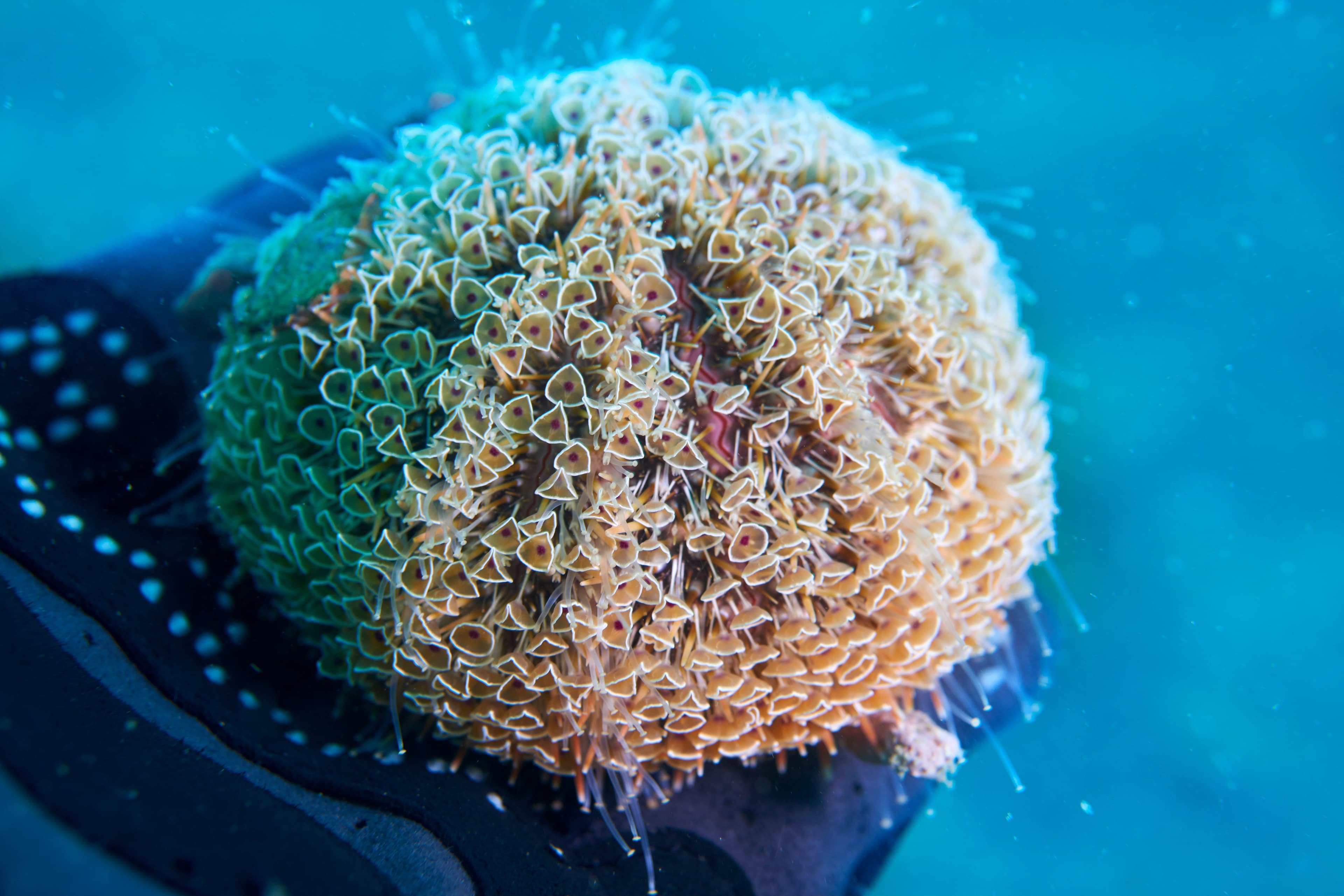 Flower Urchin (Toxopneustes pileolus)