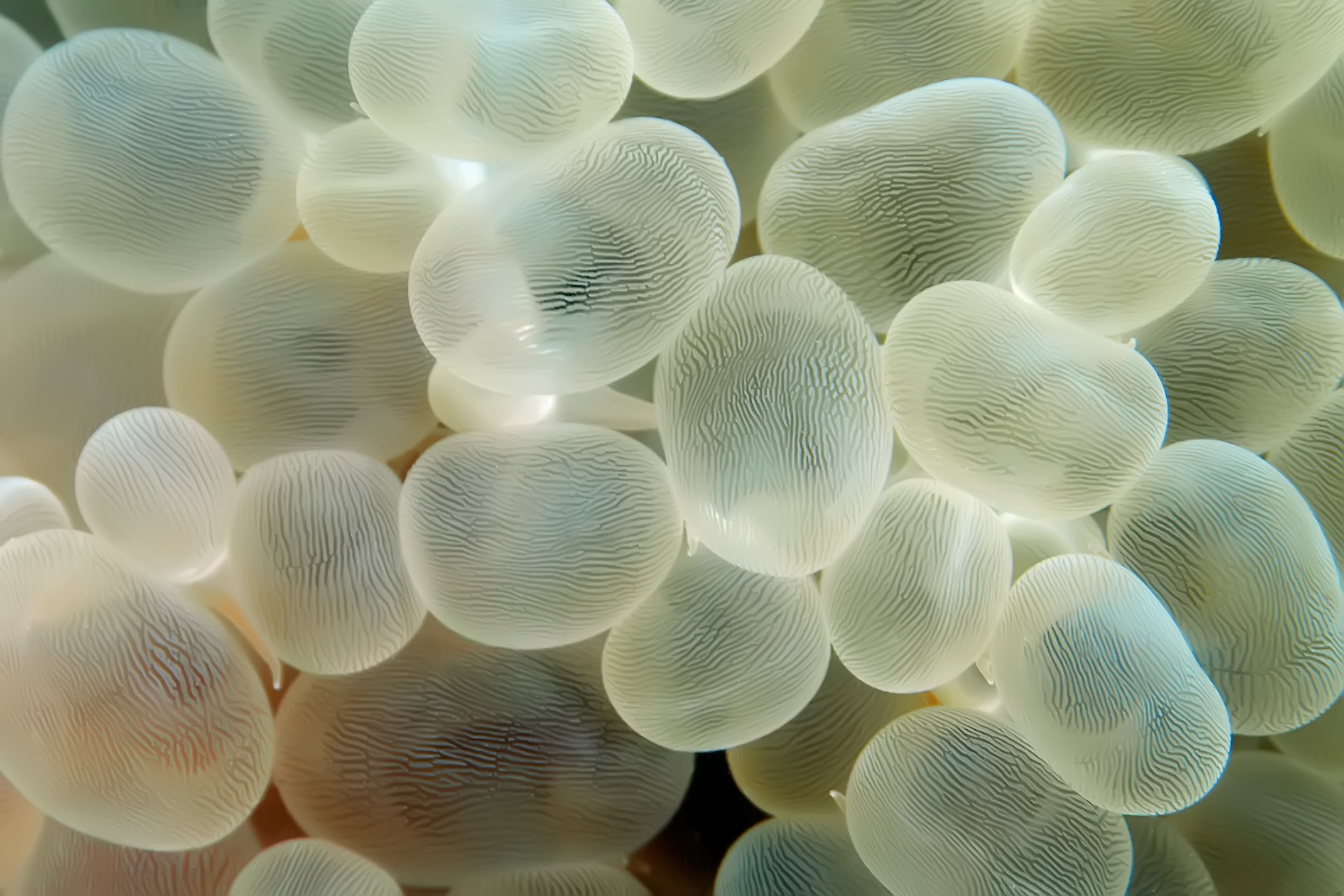 Close-up image of Bubble Coral (Plerogyra sinuosa)