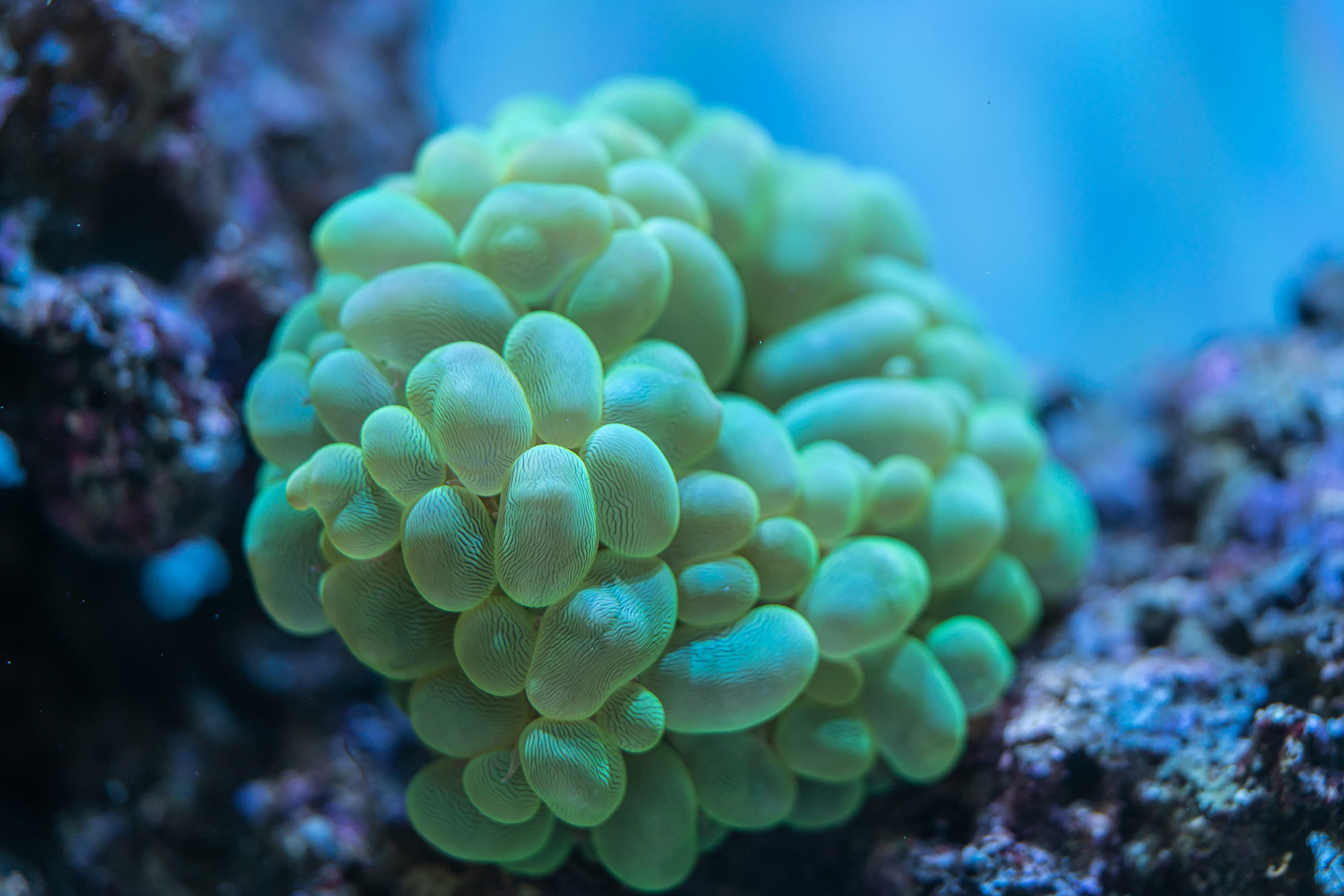 Bubble Coral (Plerogyra sinuosa) in aquarium