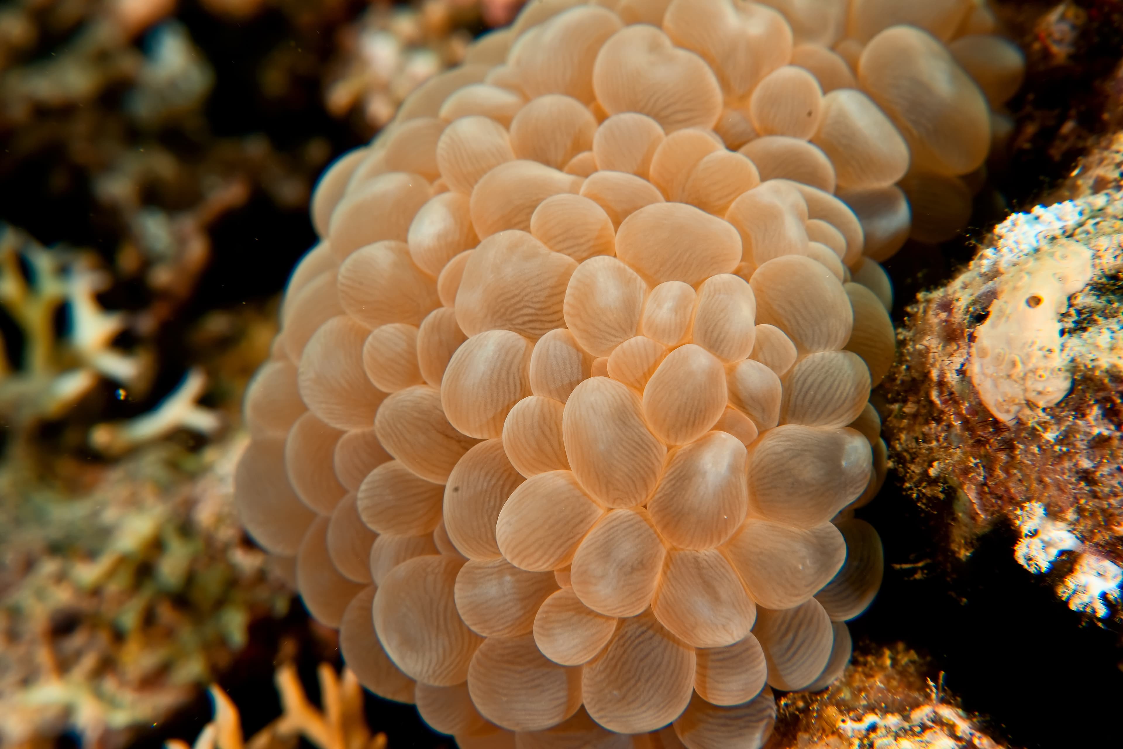 Bubble Coral (Plerogyra sinuosa)