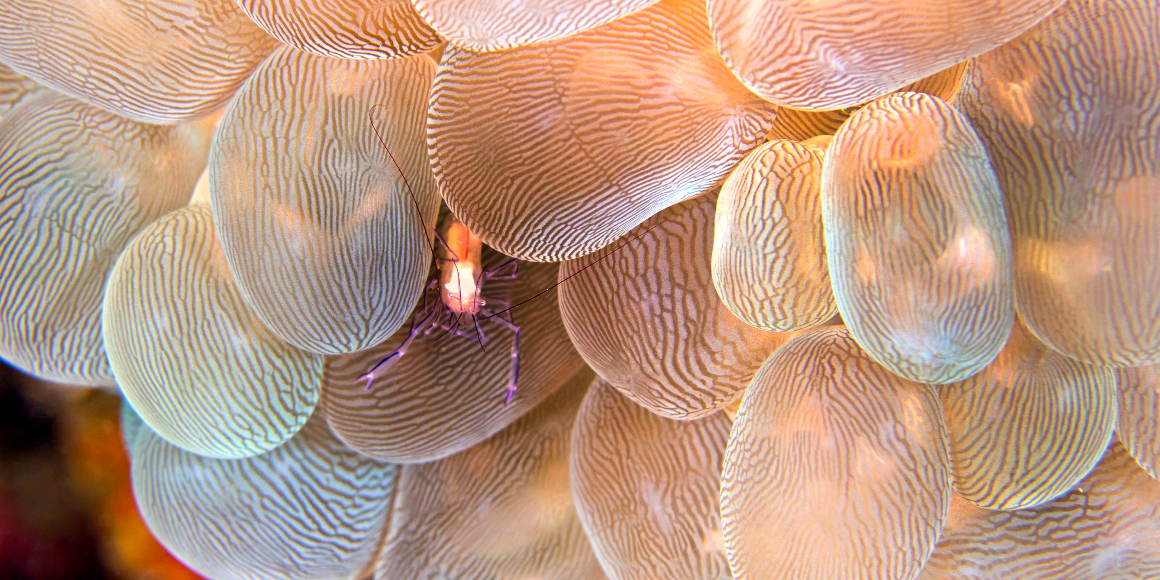 Bubble Coral Shrimp (Vir philippinensis) in Bubble Coral (Plerogyra sinuosa), Lembeh, North Sulawesi, Indonesia, Asia