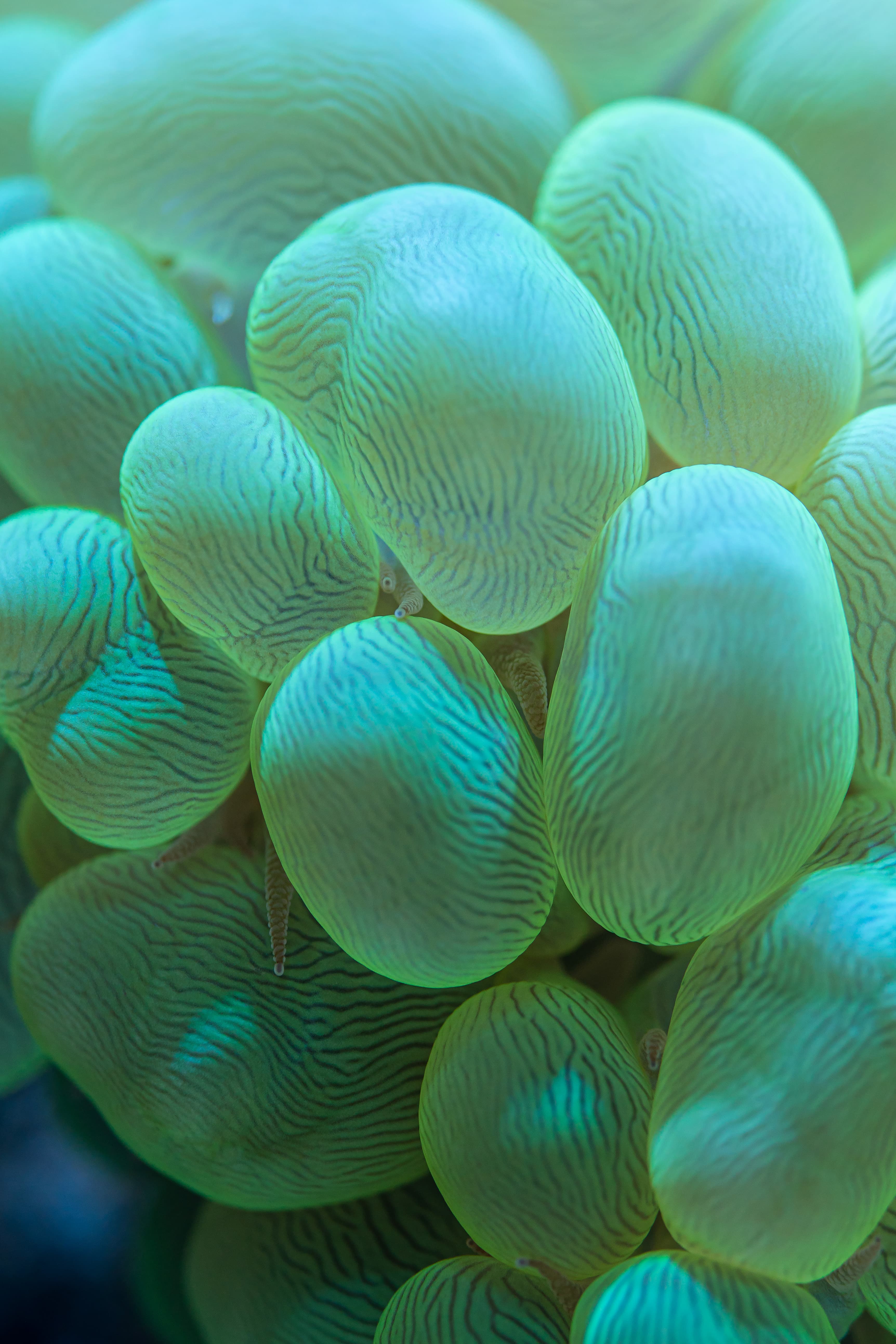 Close-up image of Bubble Coral (Plerogyra sinuosa)