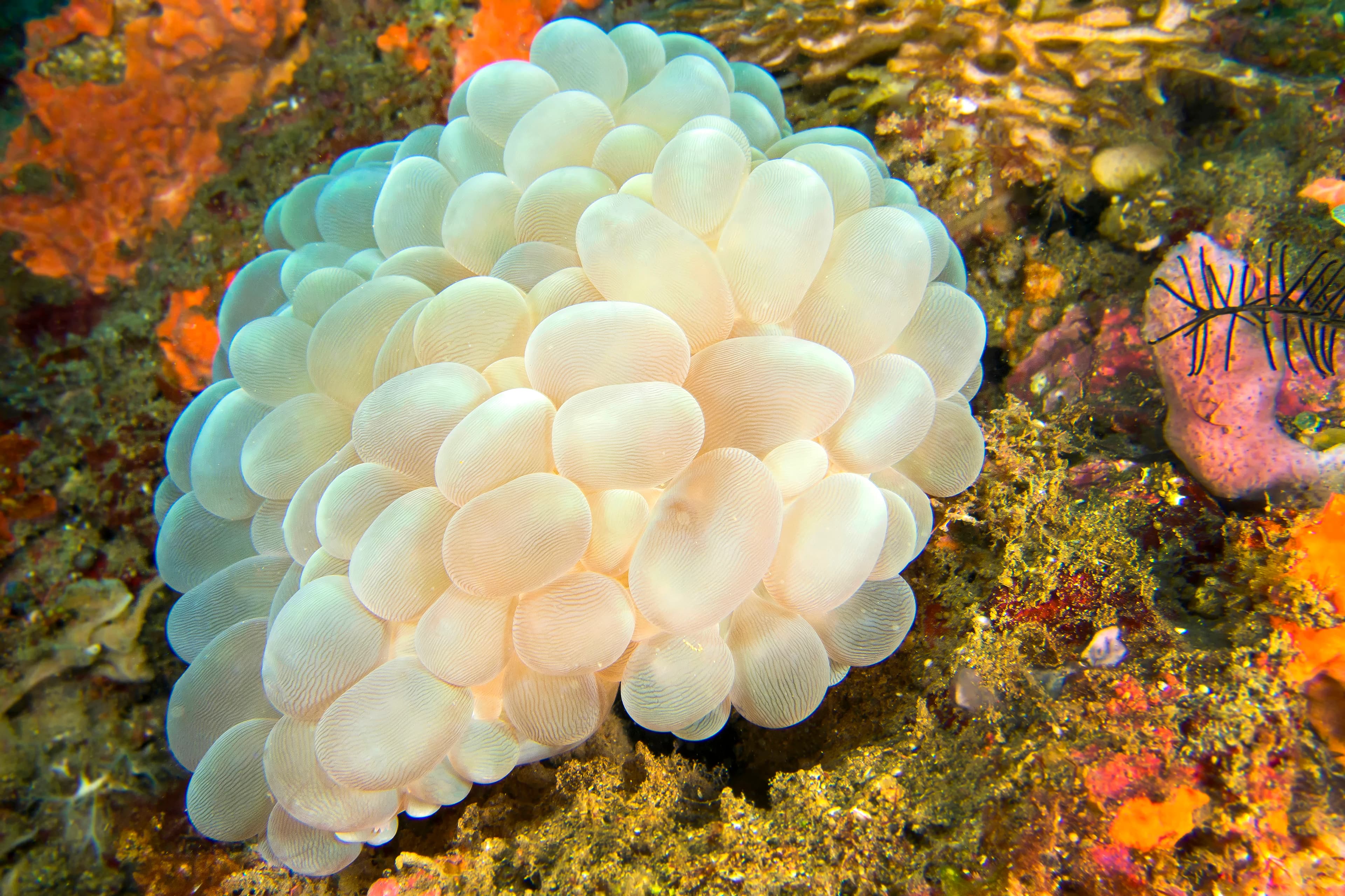 Bubble Coral (Plerogyra sinuosa), Lembeh, North Sulawesi, Indonesia, Asia