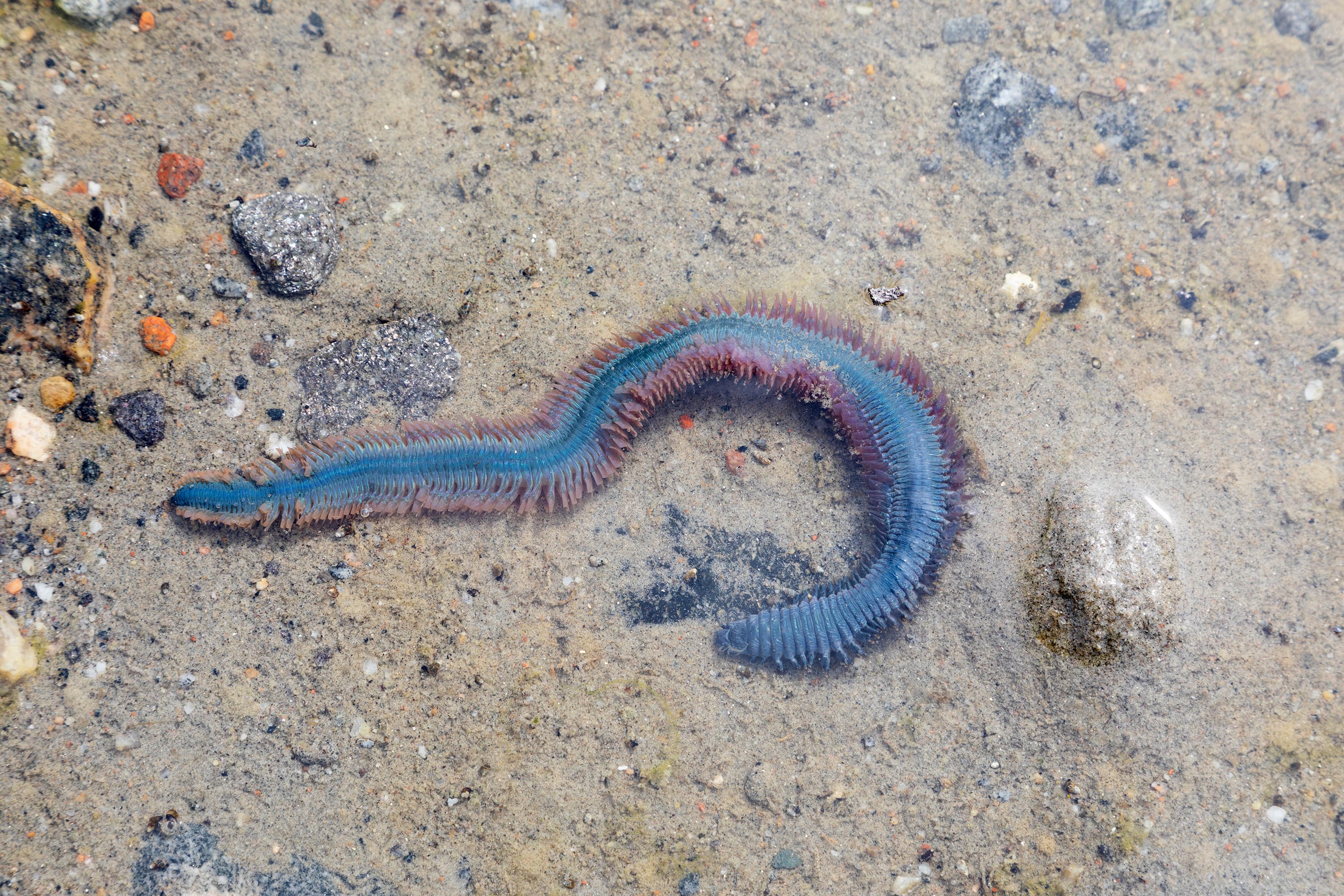 King Ragworm (Alitta virens) close-up lying on the sand