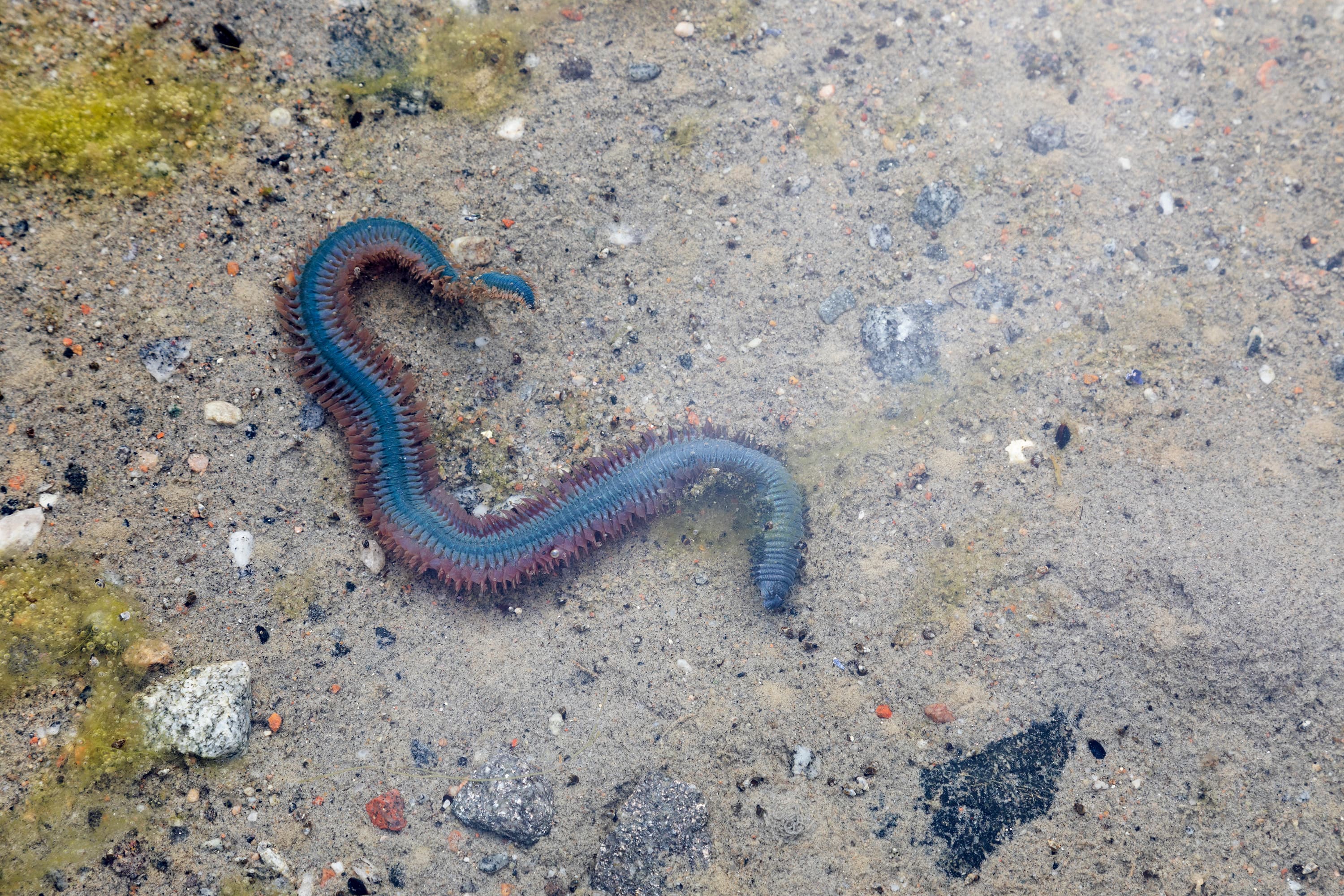 
King Ragworm (Alitta virens) close-up lying on the sand
