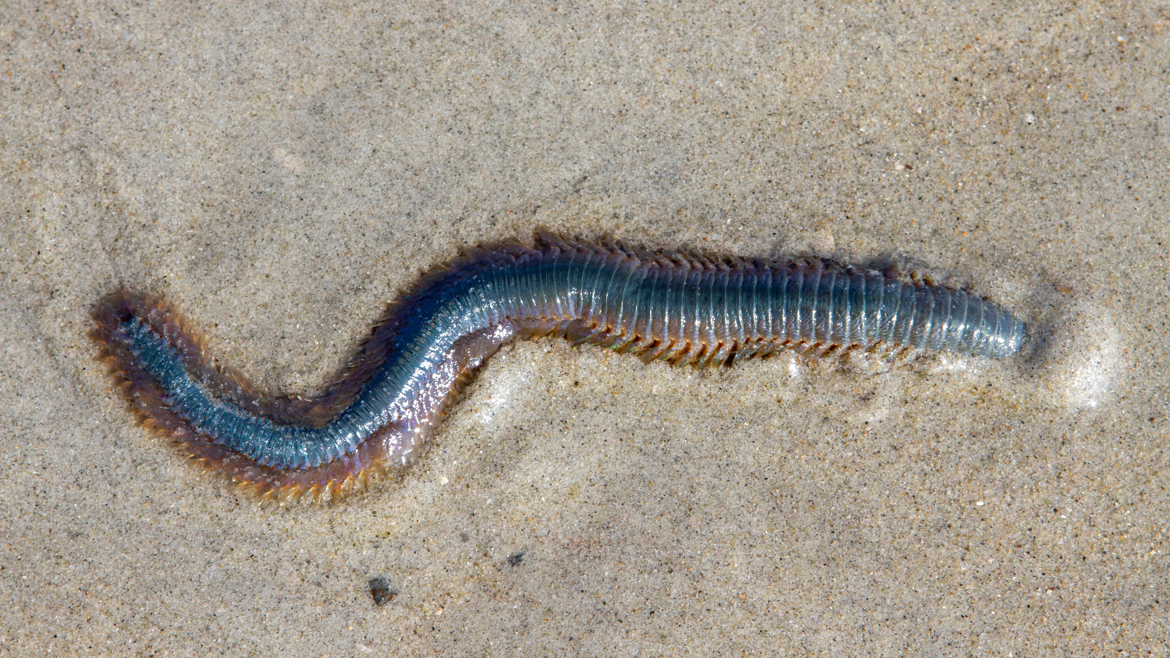 King Ragworm (Alitta virens) digging in sand