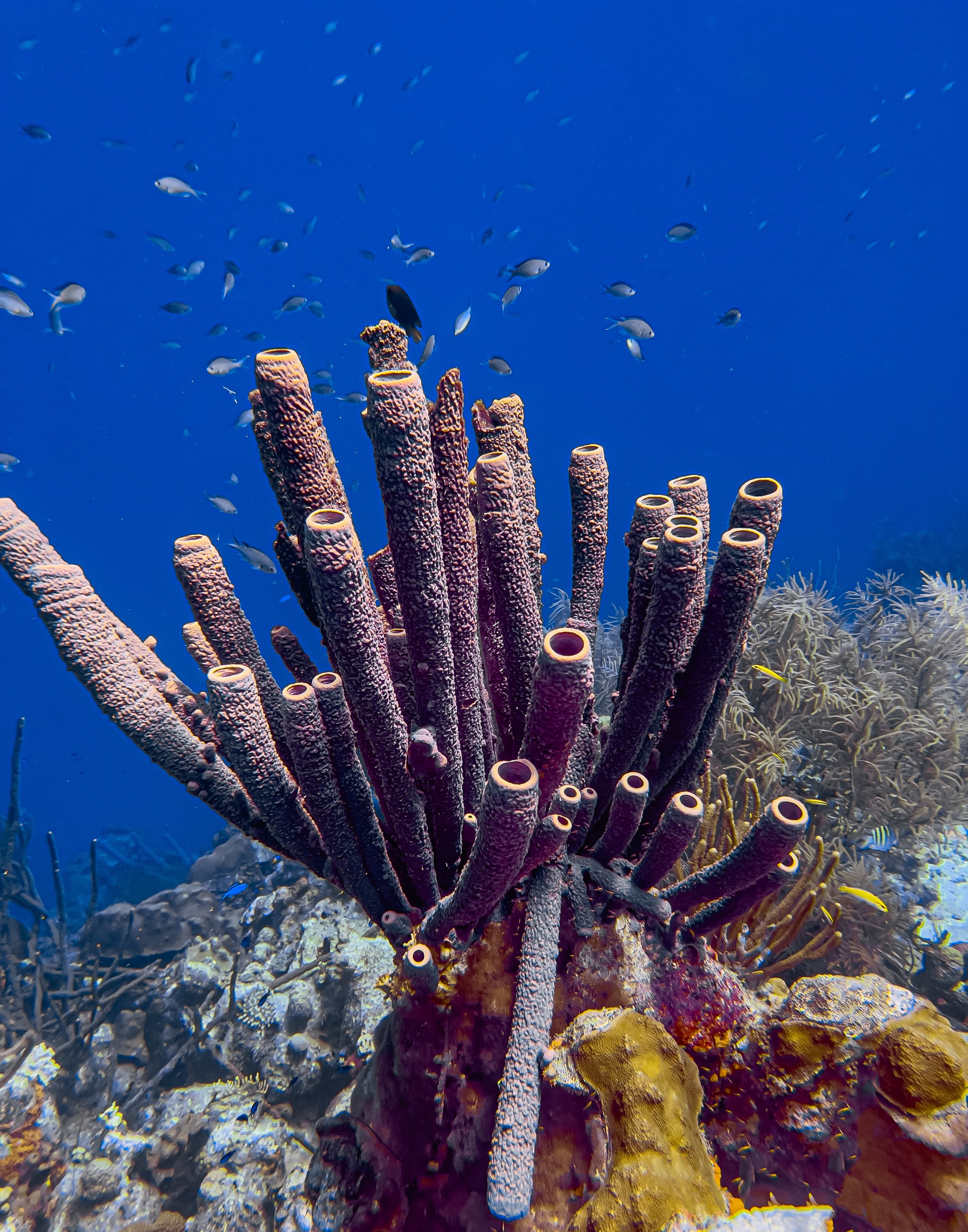 Branching Vase Sponge (Callyspongia aculeata)