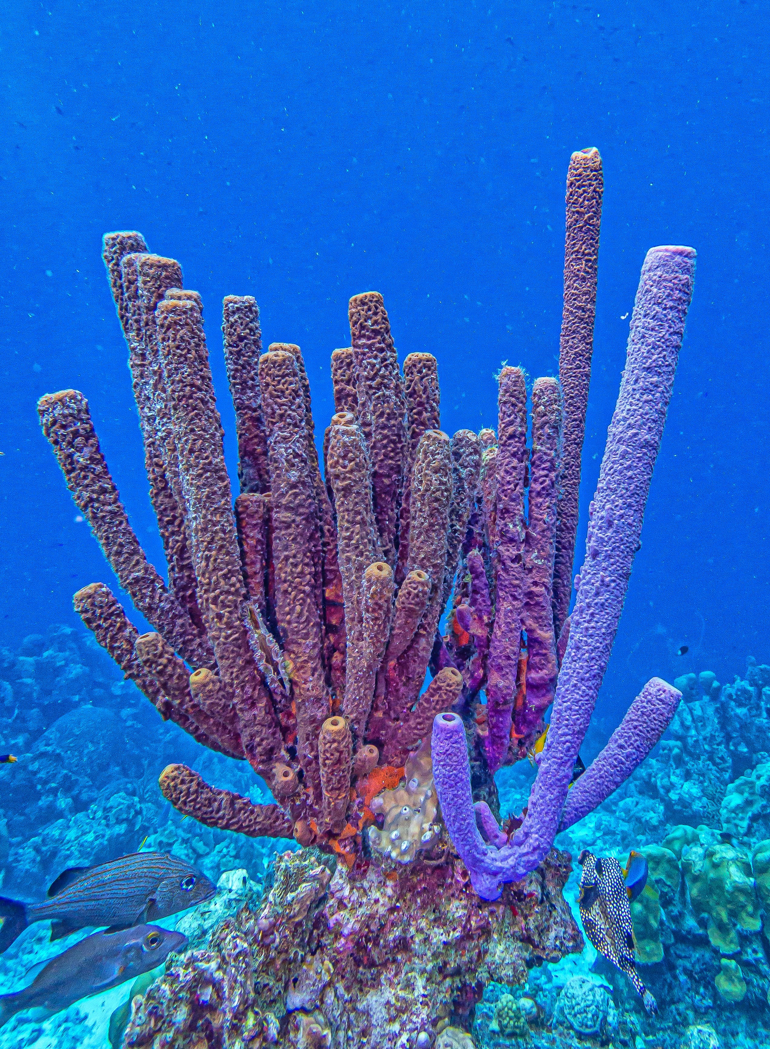 Branching Vase Sponge (Callyspongia aculeata)