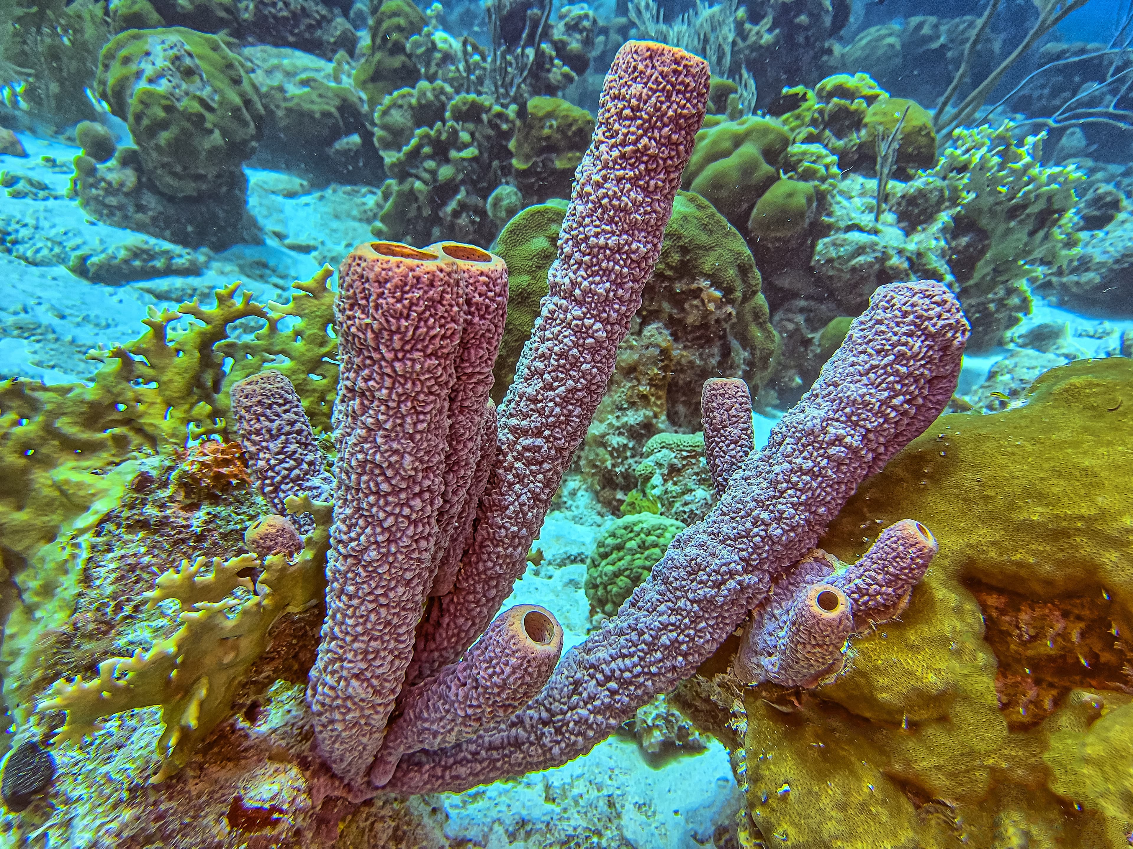 Branching Vase Sponge (Callyspongia aculeata)