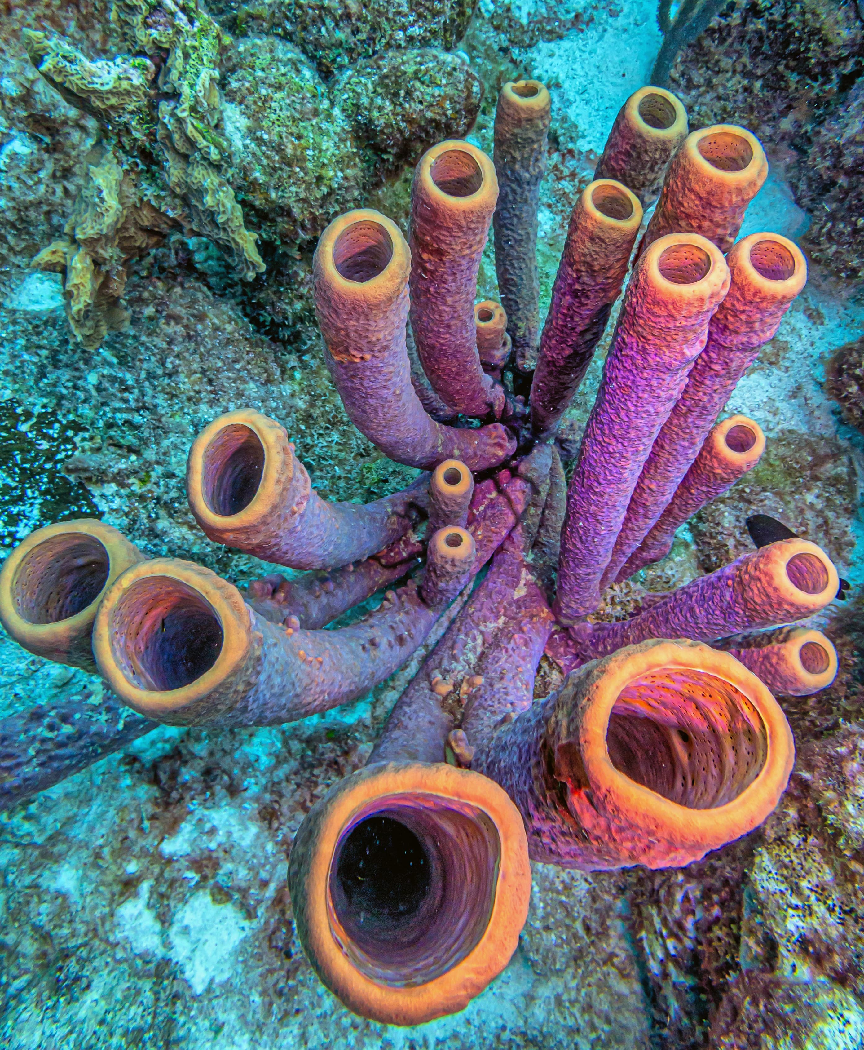 Branching Vase Sponge (Callyspongia aculeata)