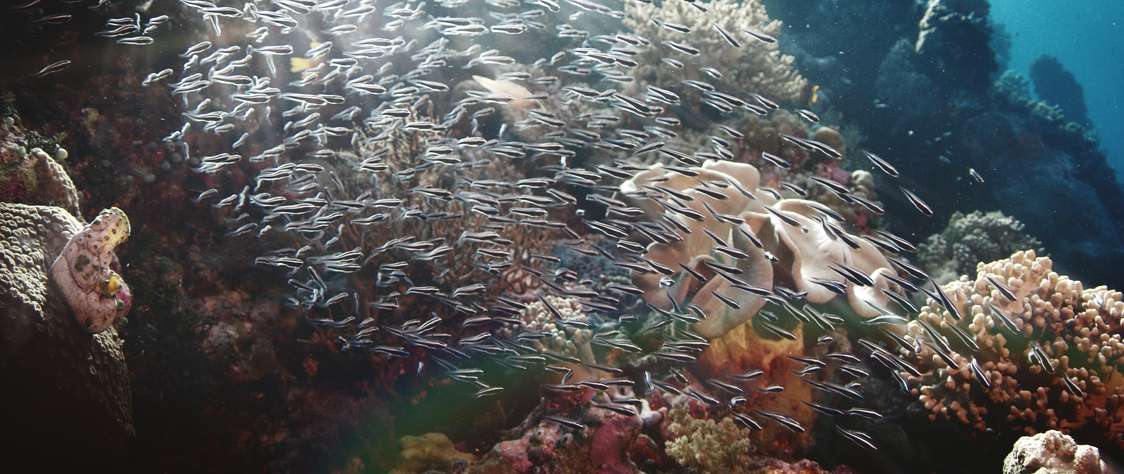 Coral reef with school of Convict Blennies (Pholidichthys leucotaenia) juveniles, Wakatobi, Indonesia