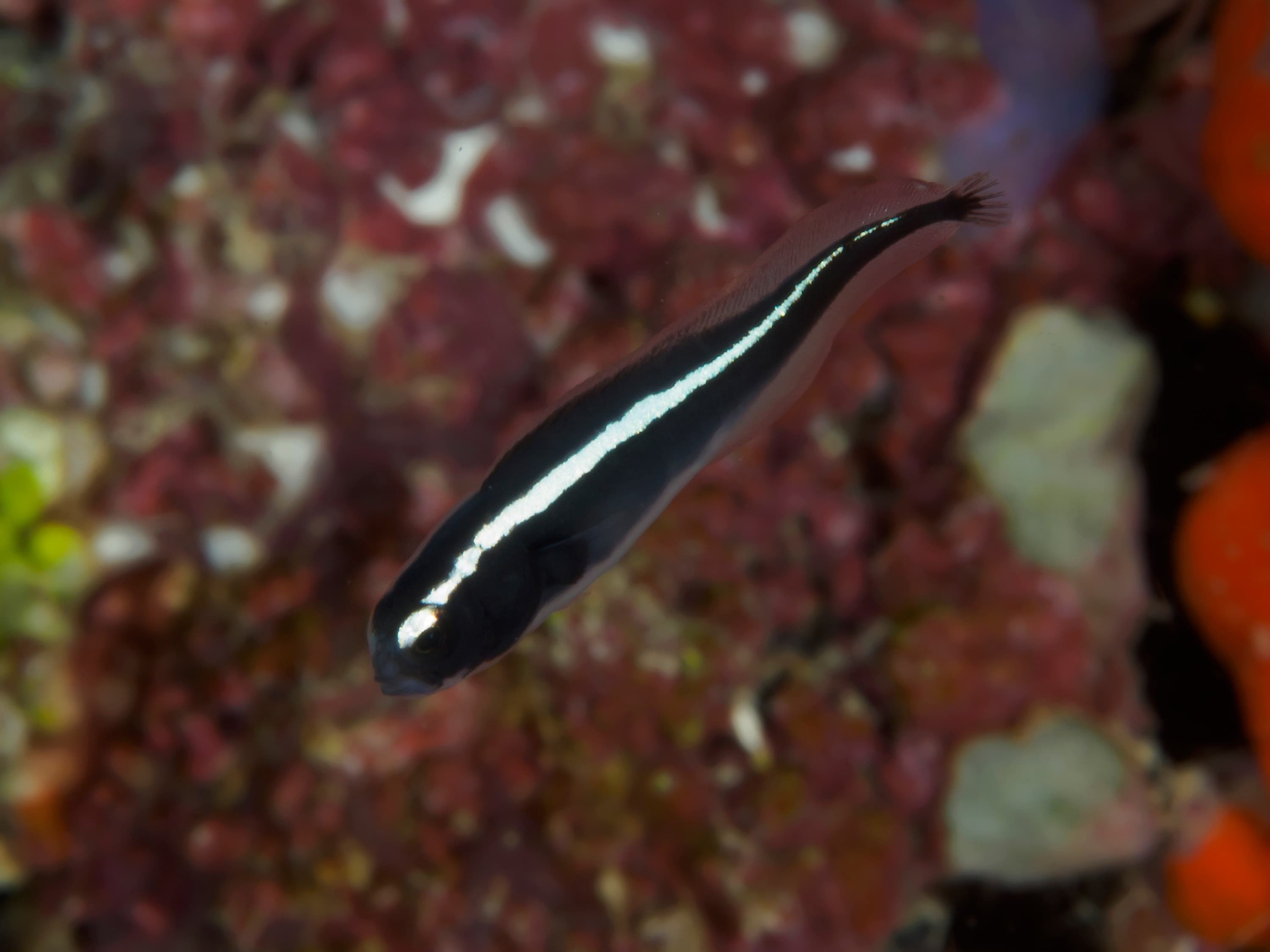 Convict Blenny juvenile