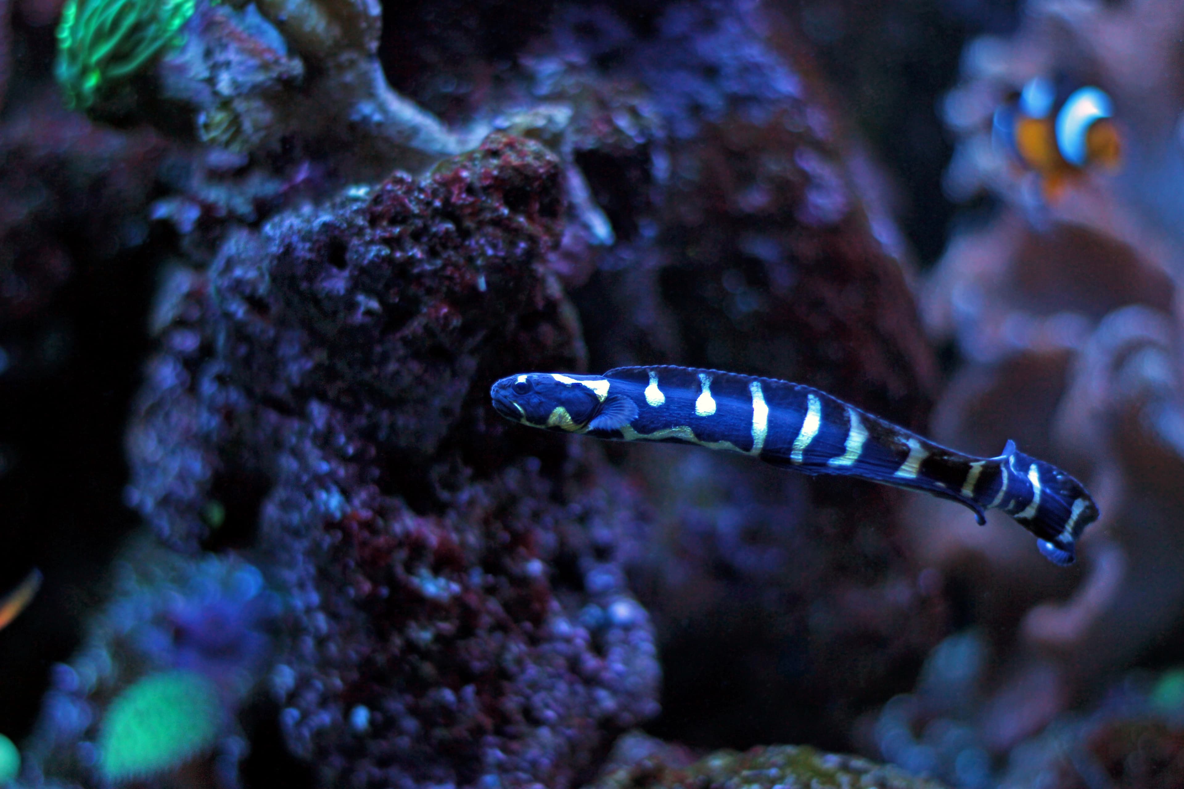 Convict Blenny or Engineer Goby (Pholidichthys leucotaenia)