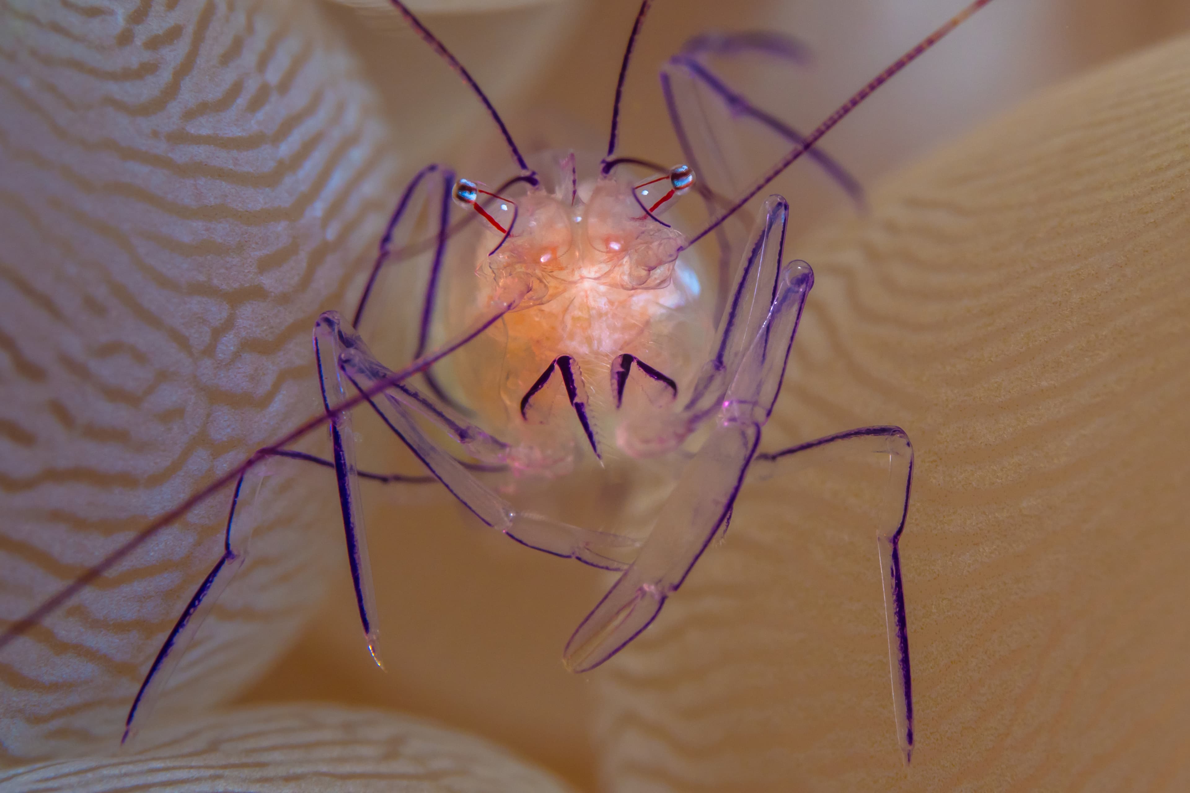 Bubble Coral Shrimp (Vir philippinensis)