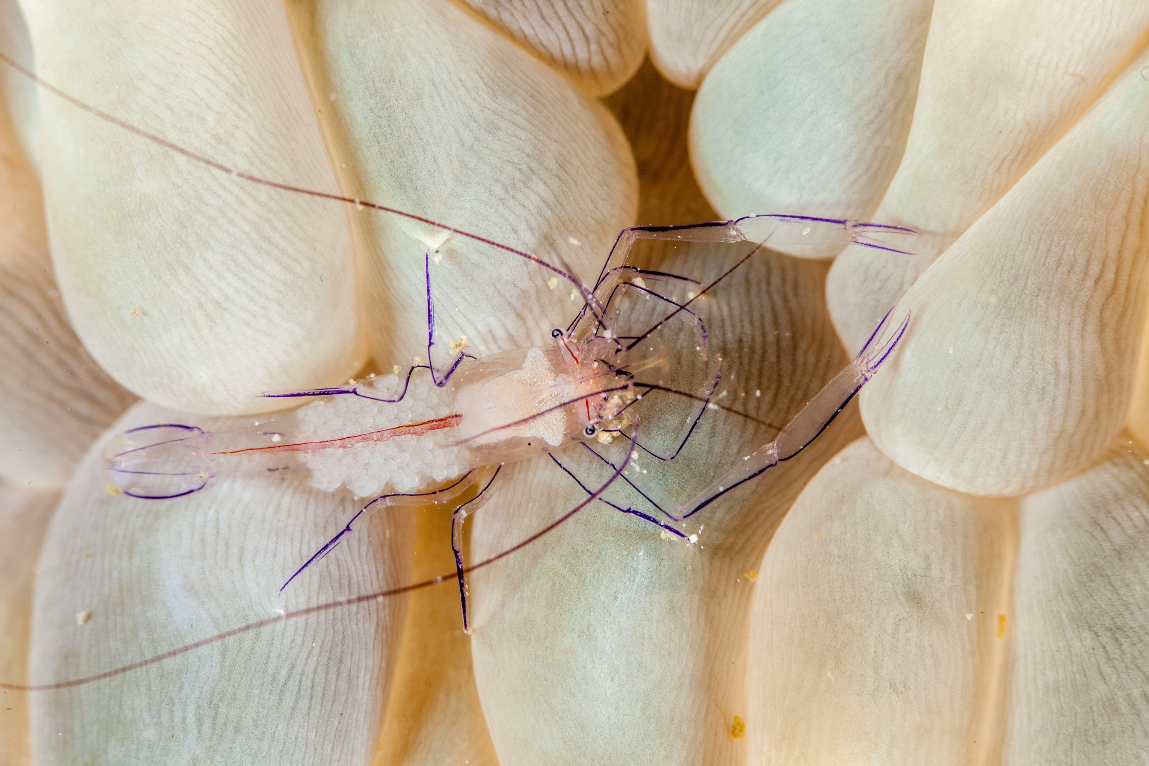 Bubble Coral Shrimp (Vir philippinensis)