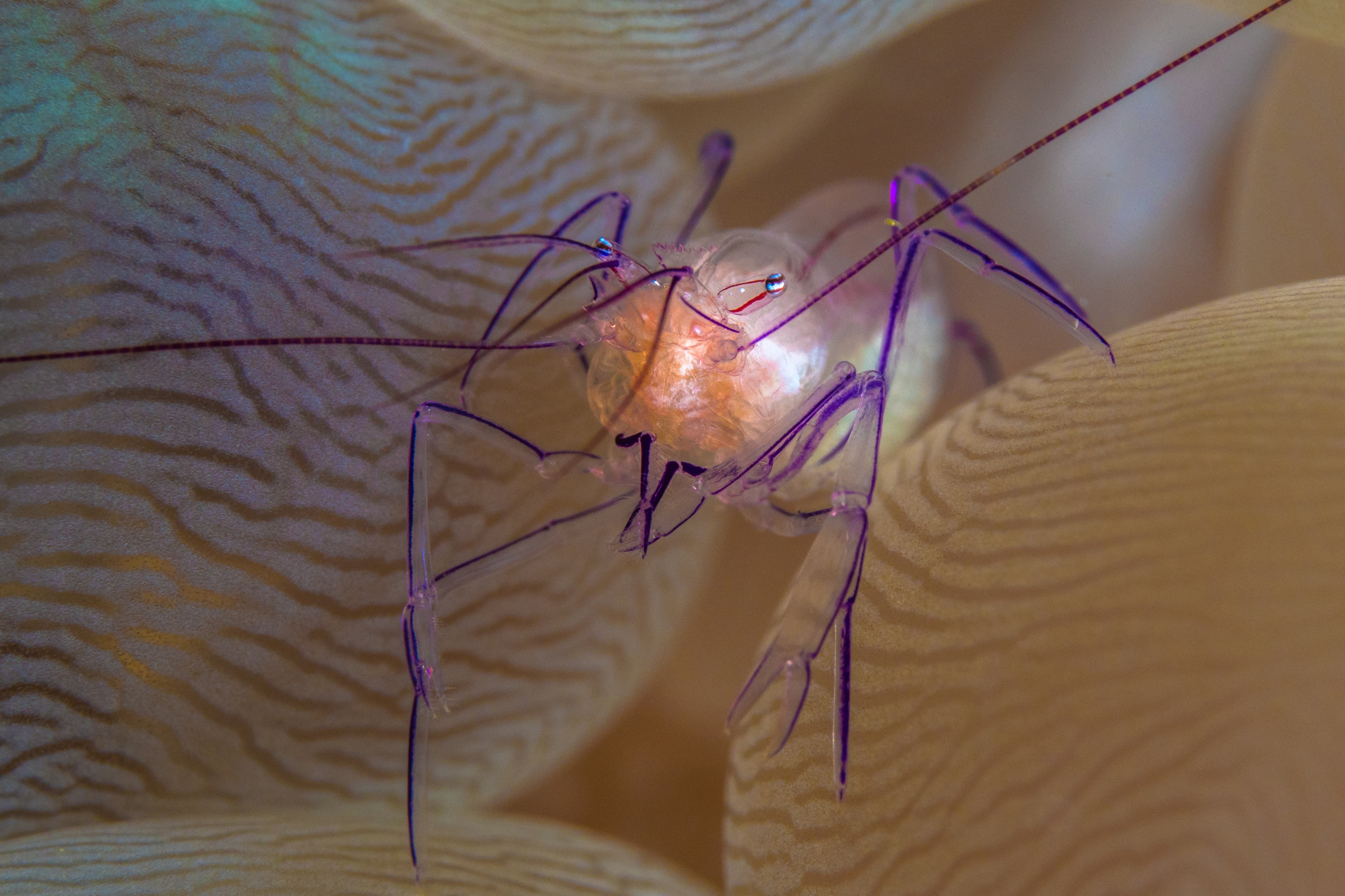 Bubble Coral Shrimp (Vir philippinensis)